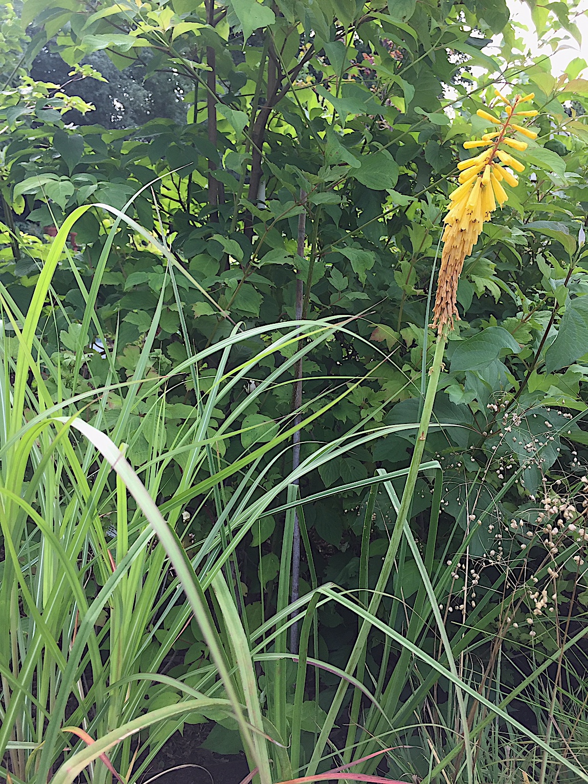 Kniphofia „Moonstone (i.11cmT.), Fackellilie