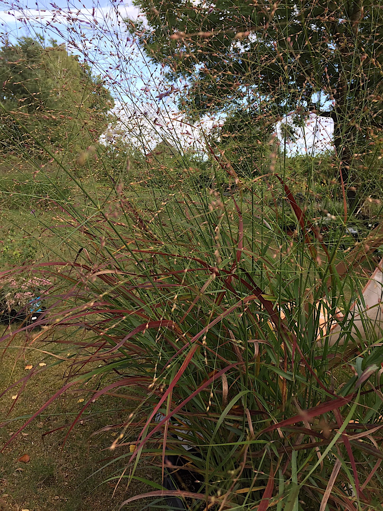 Panicum virgatum „Rehbraun“ (i.15cmT.)