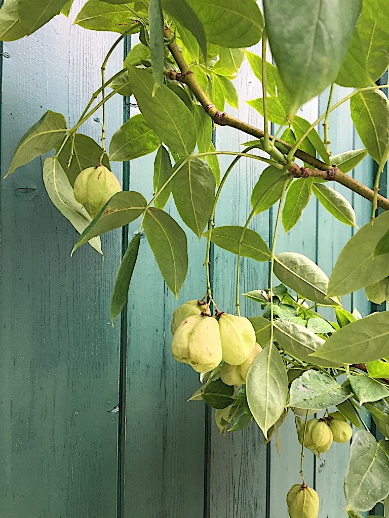 Staphylea pinnata (i.18cmT.)jetzt 60cm