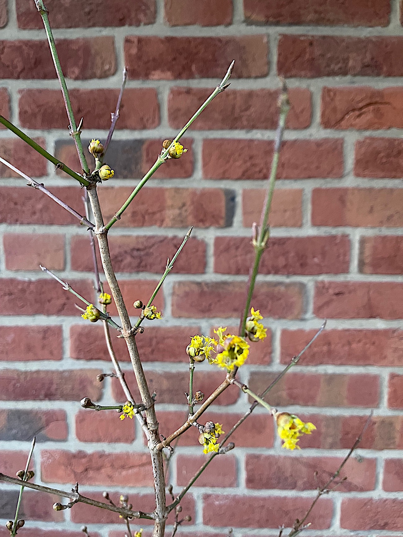 Cornus mas (i.ca 18 cmT.) Grösse jetzt 60 cm Kornelkirsche