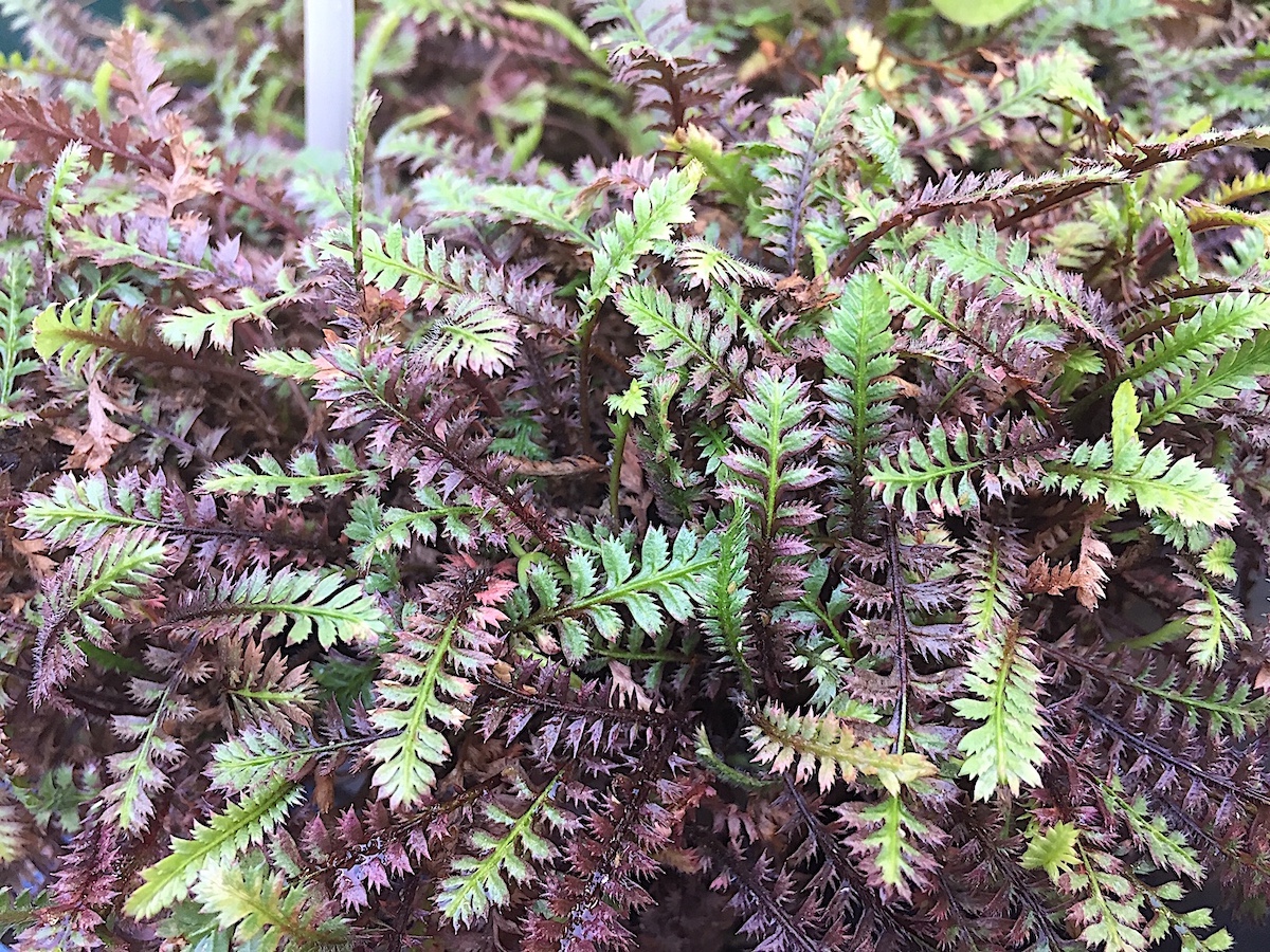 Cotula (Leptinella) squalida „Match Moss Family Black® (i.11cm T),schwarzgrüner Fiederteppich