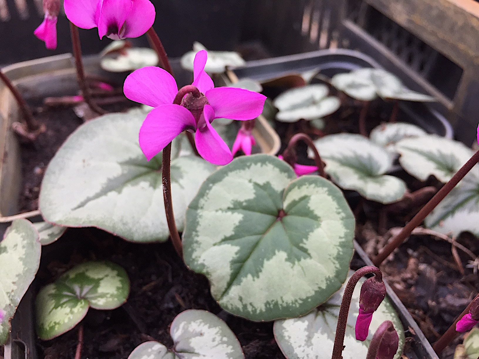 Cyclamen coum „Pewter Leaf magenta“ (i.9cmT.)