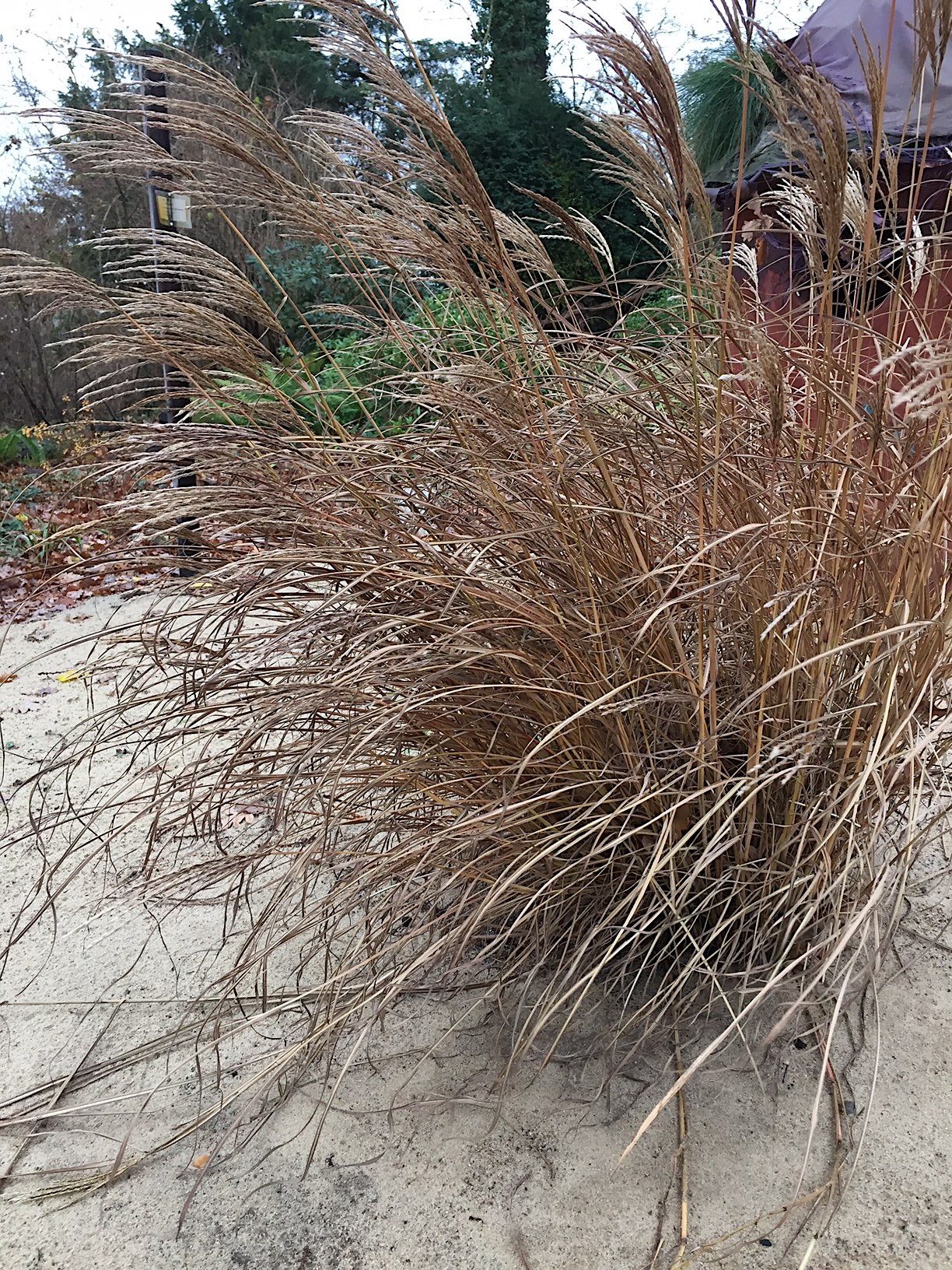 Miscanthus sinensis „Malepartus“ (i. 5l T.), Elefantengras, Schilf