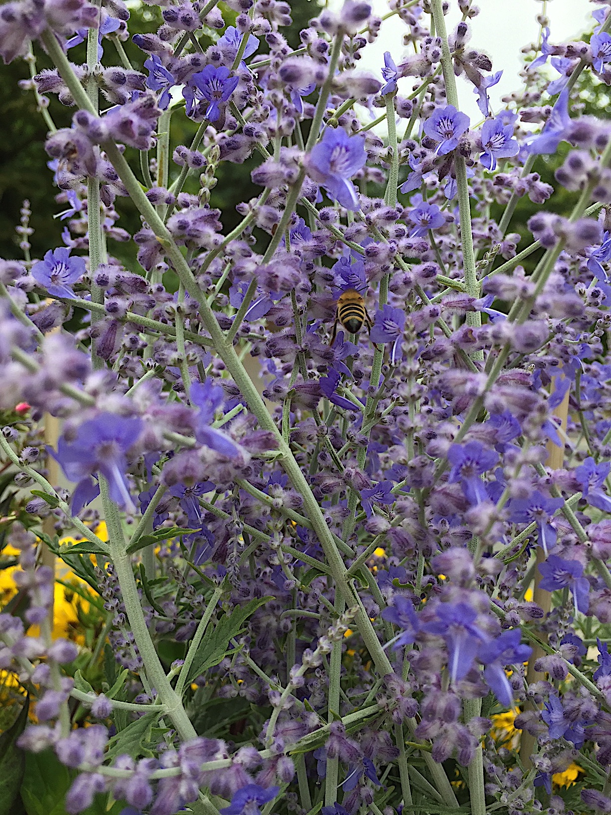 Perovskia atriplicifolia "Little Spire" (i.11cmT.) kleine Blauraute, Silberbusch