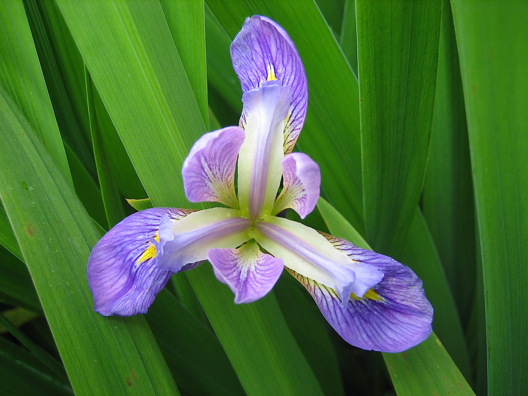 Iris laevigata "Blue Beauty aus Neuseeland" Garten-Sumpf Schwertlilie (9cmT.)