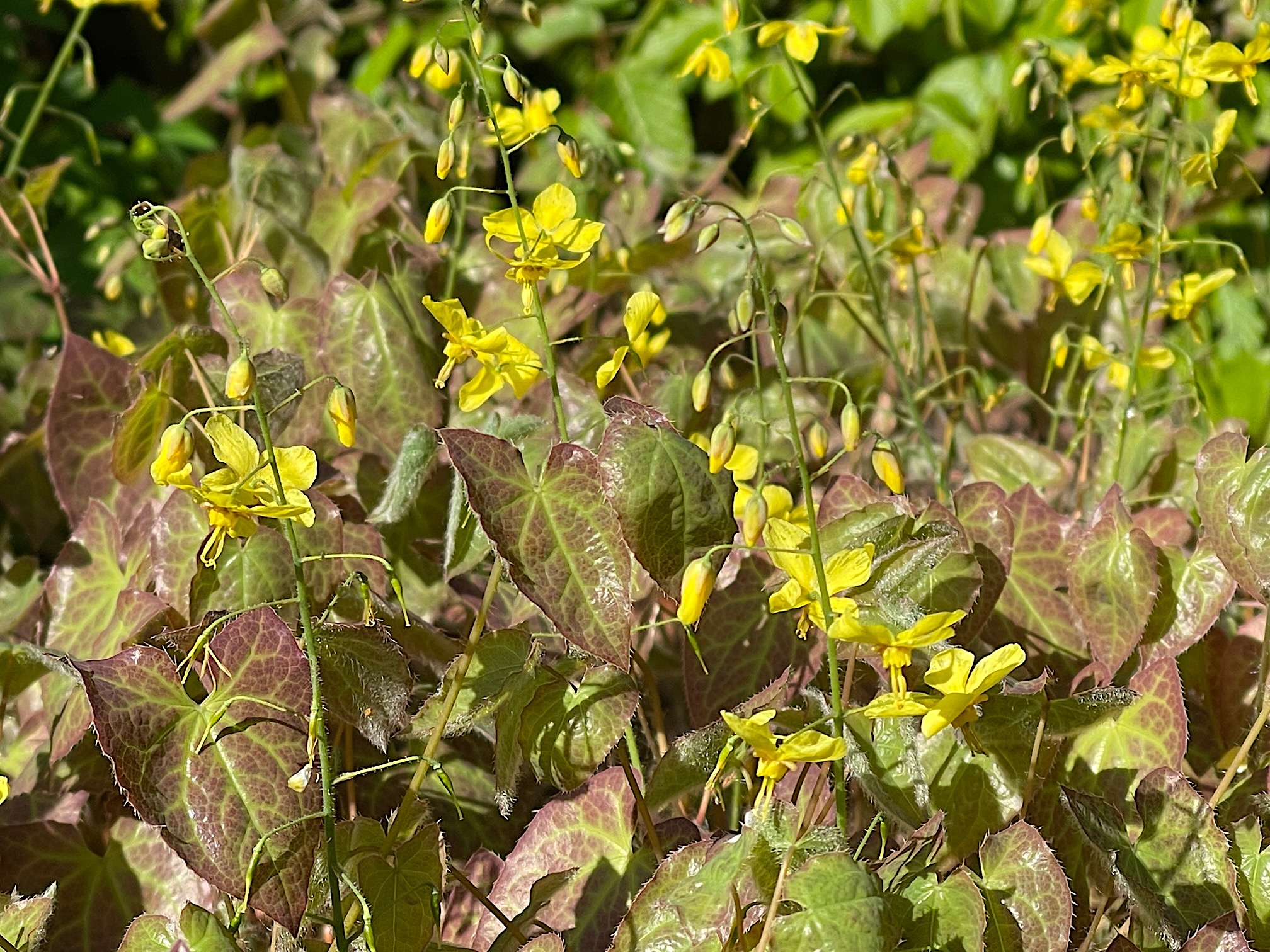 Epimedium x perralchic. ´Frohnleiten`(i.9cmT) Elfenblume