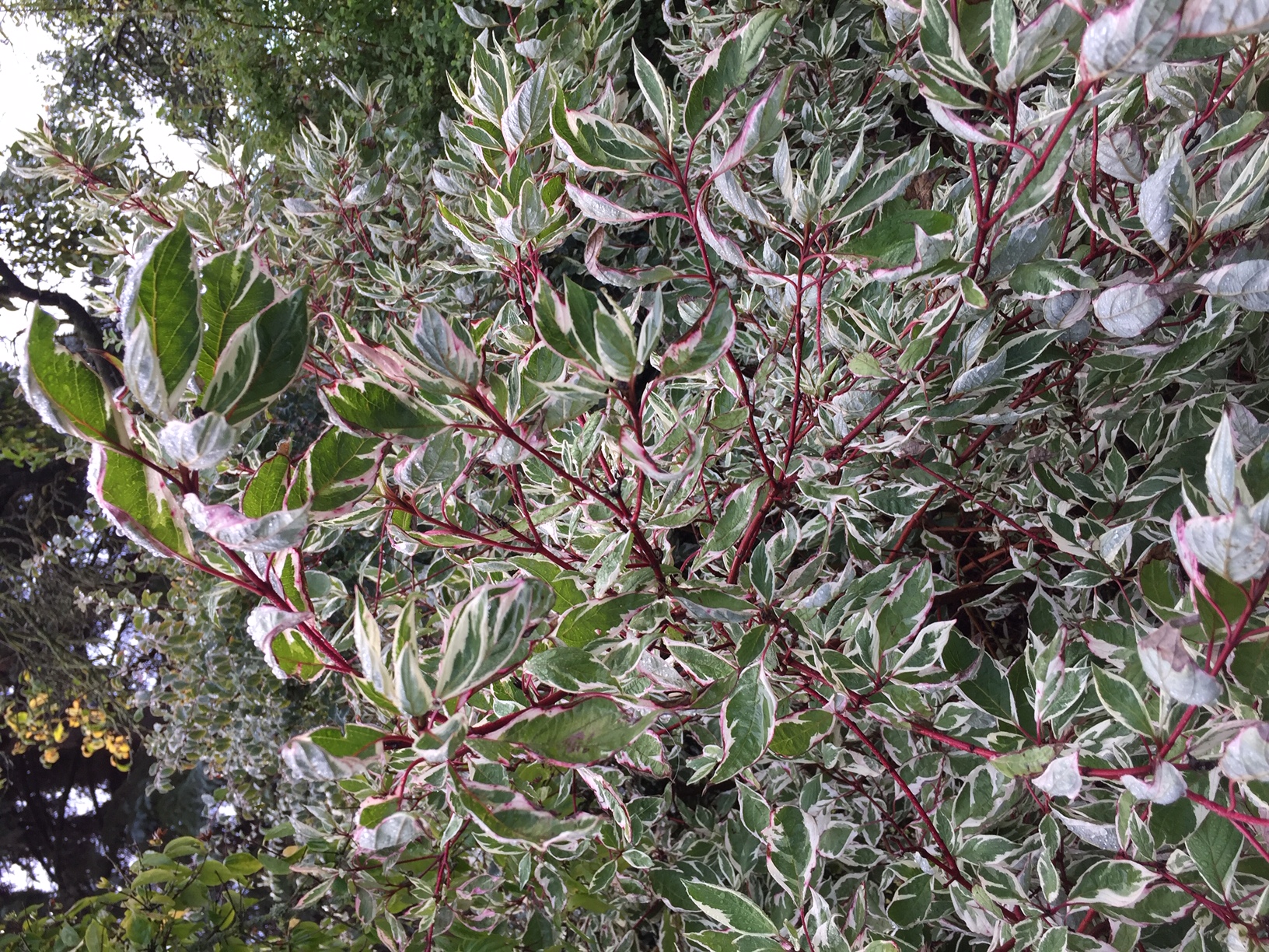 Cornus alba „Sibirica Variegata“ (i.5l T.), Purpur-Hartriegel 'Sibirica'