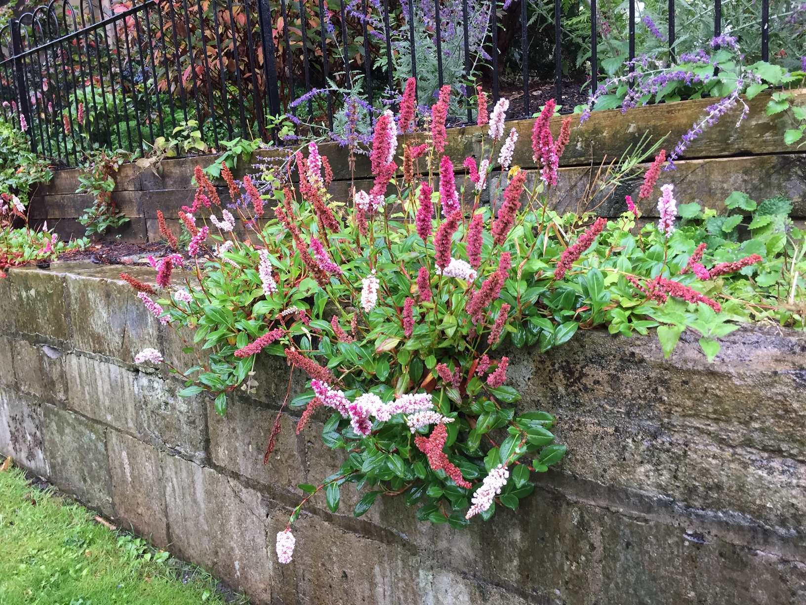 Polygonum Bistorta - Persicaria -affinis „Darjeling Red“(i.3 literT.) Schlangen Kerzen Knöterich, Wi