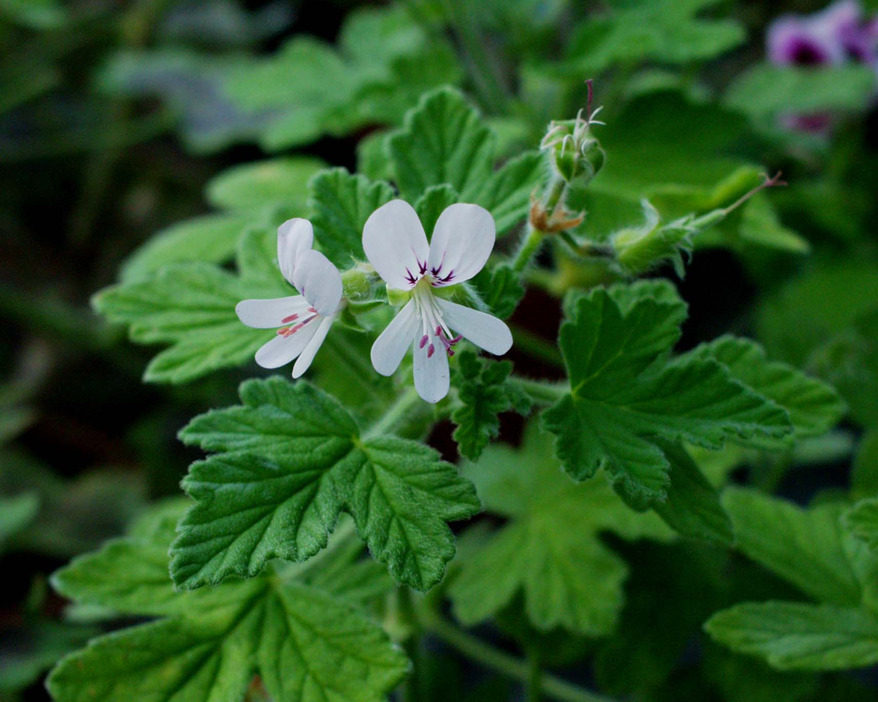 Pelargonium  ´Roy Alexander` (i.10cmT.)