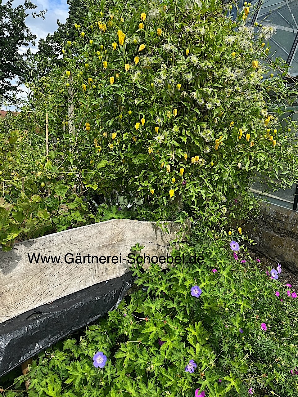 Clematis tangutica  (i.1,5lT.), gelb