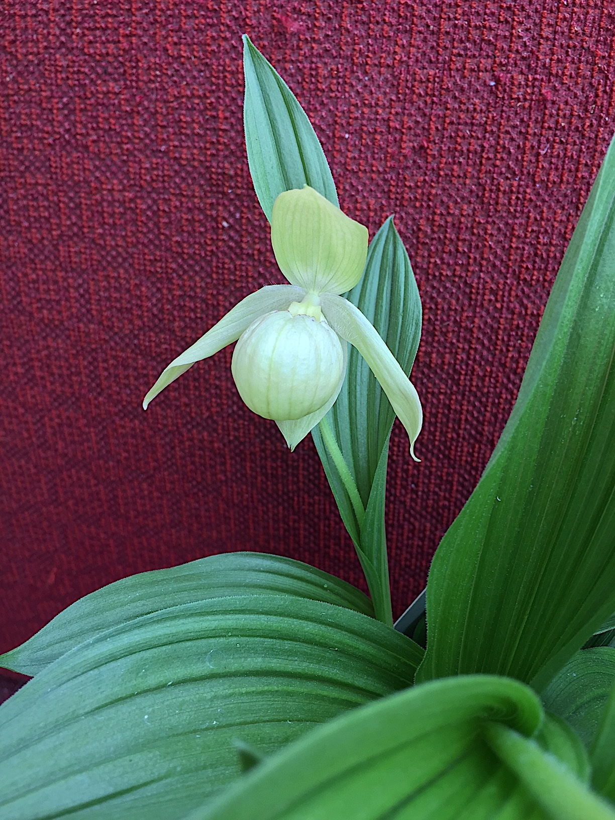 Cypripedium flavum (i. 13cmT.) Heimischer Gelber Frauenschuh