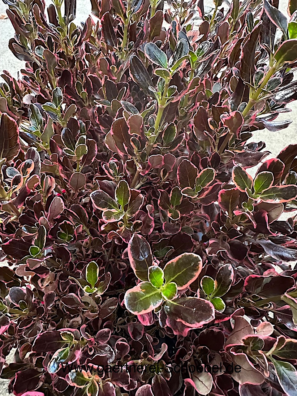 Coprossma repens „Eclipse“® (i.13 cmT.), Rötegewächse, Spiegelbusch