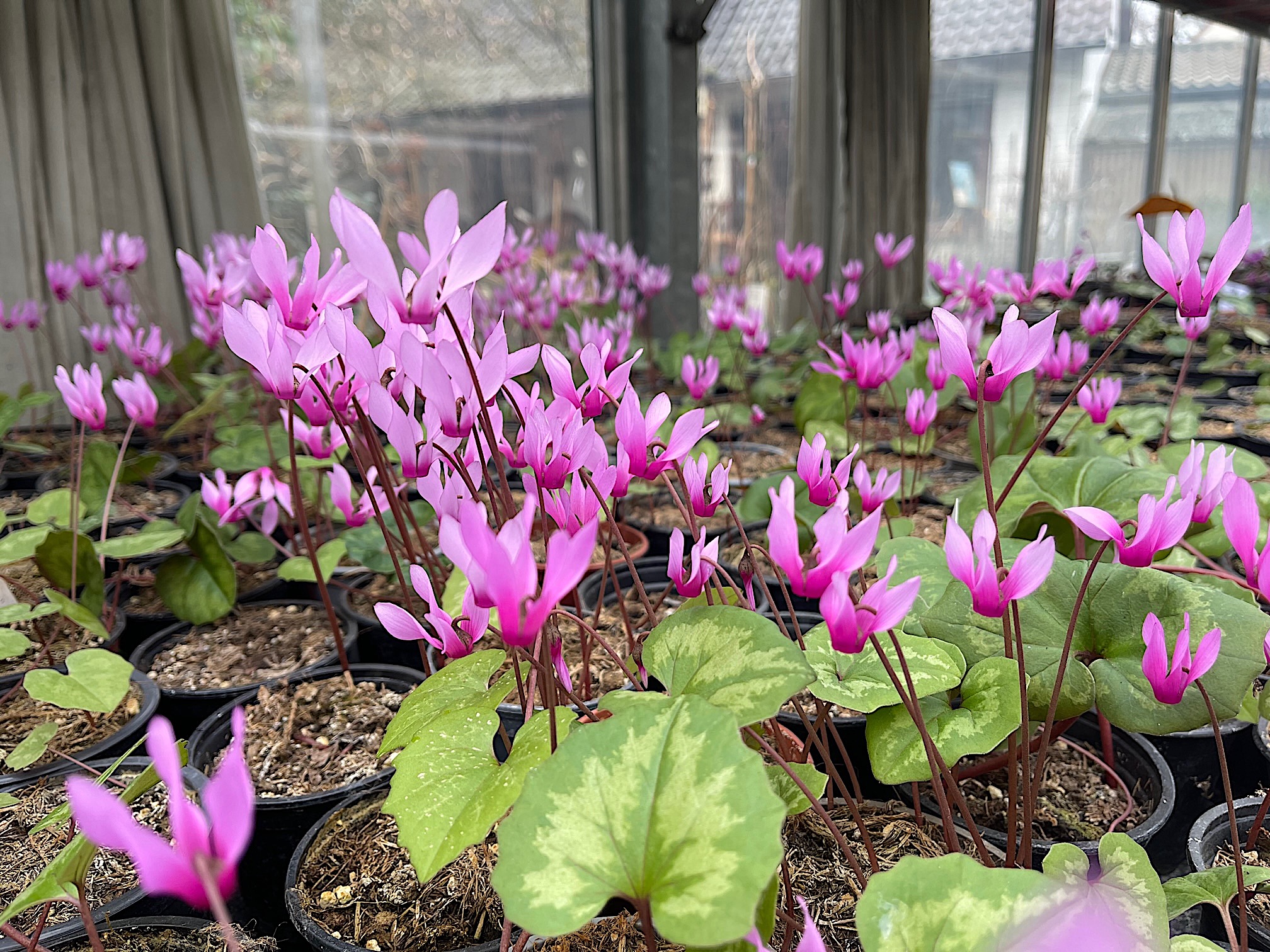 Cyclamen repandum (i.9cmT.)