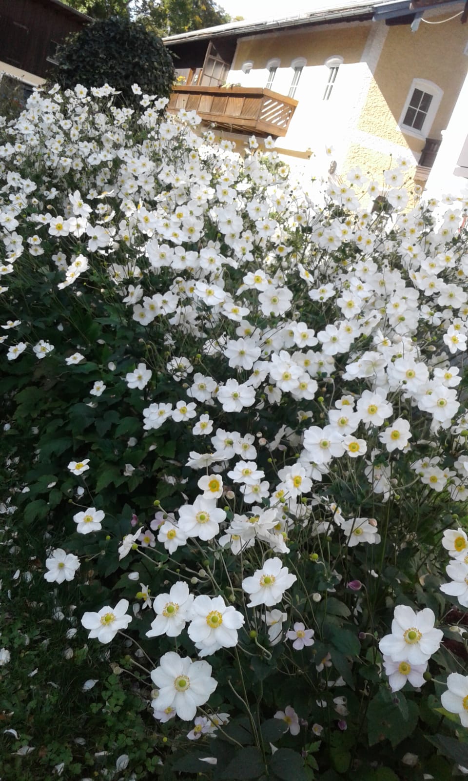 Anemone japonica ´Honorine Jobert`(i.13cmT.)Japan-Anemone