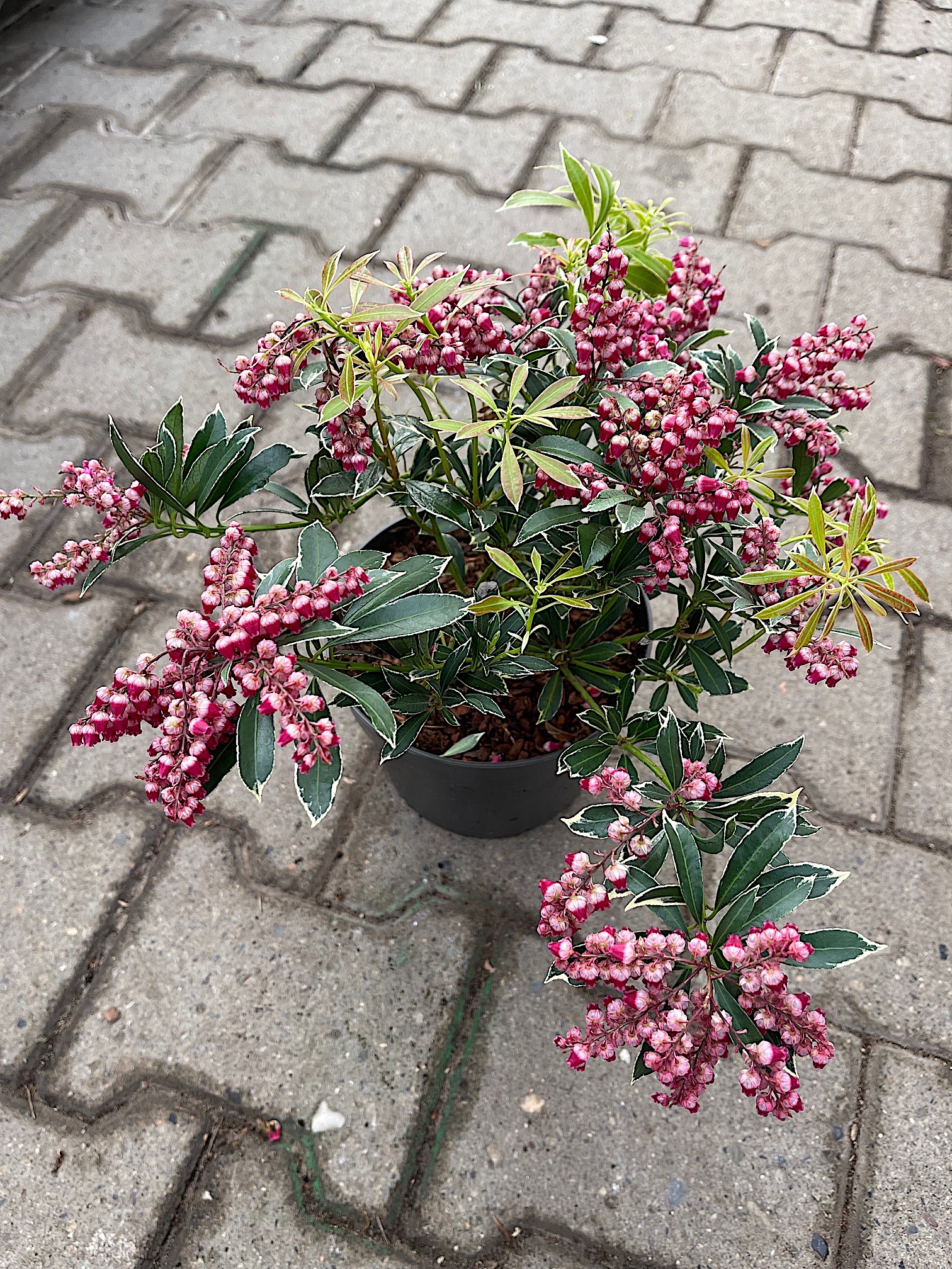 Pieris japonica „Ralto“® - rot (i.2lT.), Lavendelheide