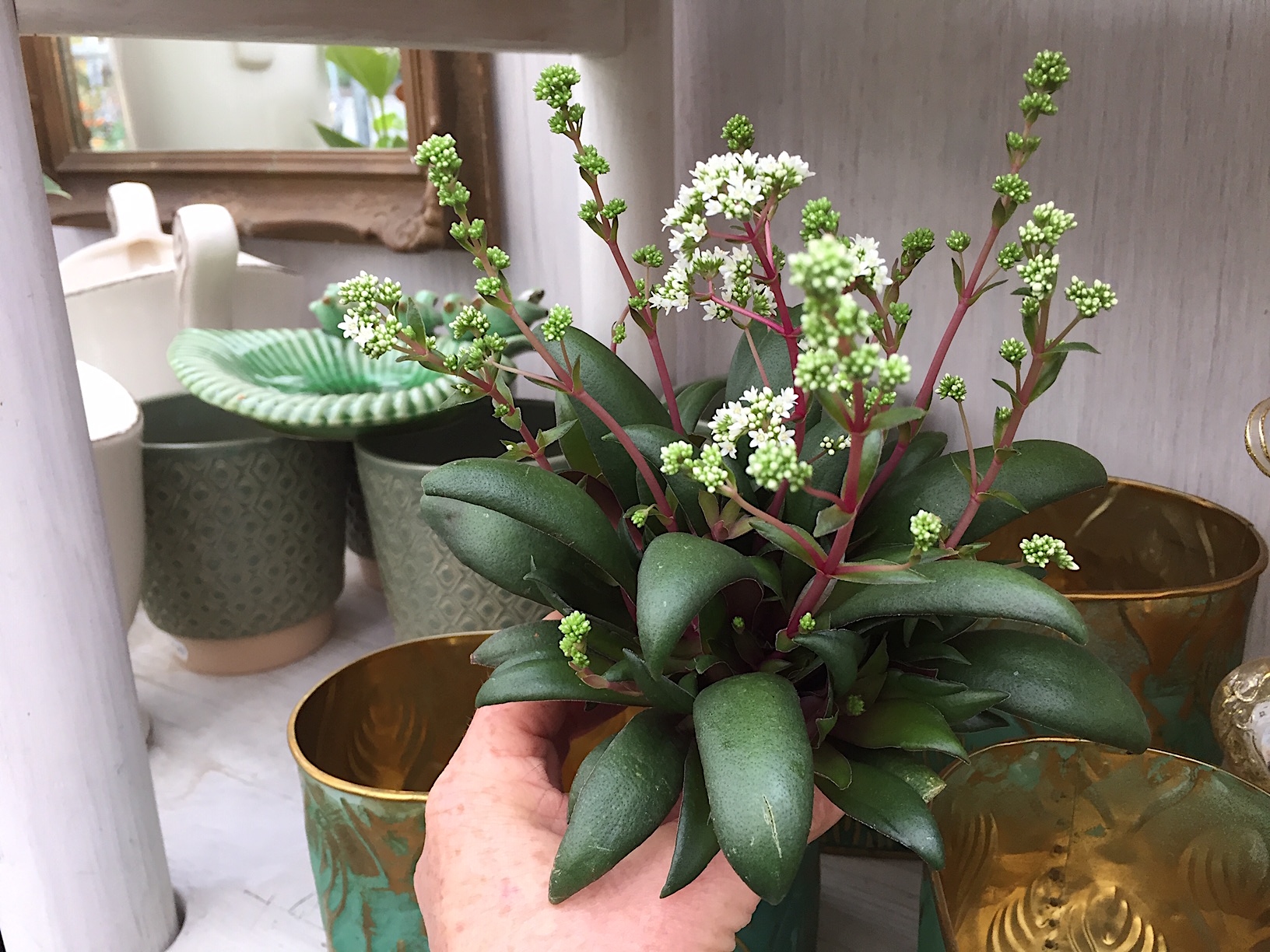 Crassula orbicularis var. „Rosularis“ (i.5cmT.)