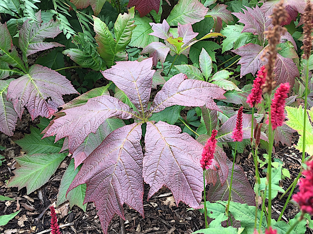 Rodgersia podophylla "Rotlaub" (i.12-14cmT.) Schaublatt