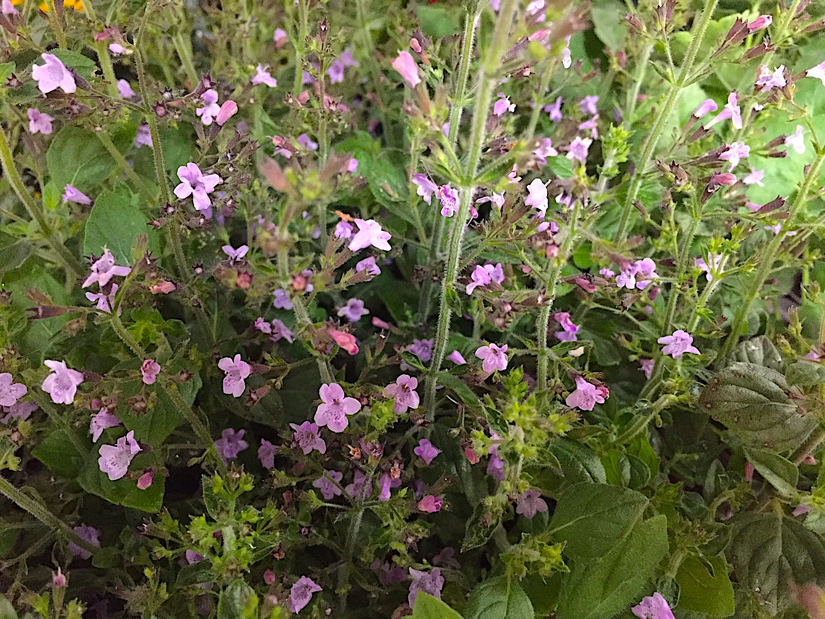 Calamintha nepeta ssp. nepeta ´Blue Cloud`(i.9cmT.), Bergminze, kleinblättrig