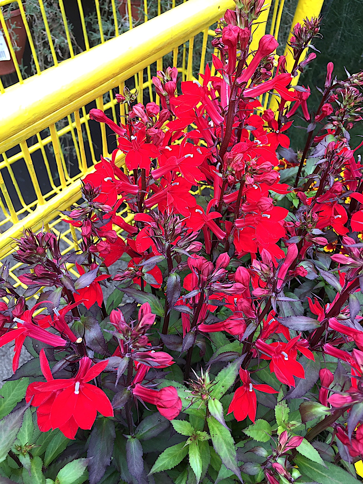 Lobelia cardinalis (i.9cmT.) Lobelie rot