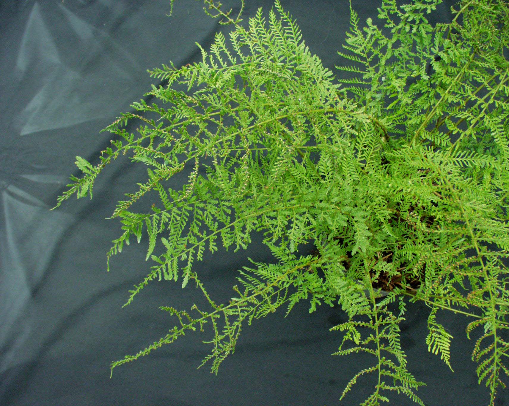 Dryopteris f.-m. ´Linearis Polydactyledon`(i.9cmT.) Schellenbaumfarn