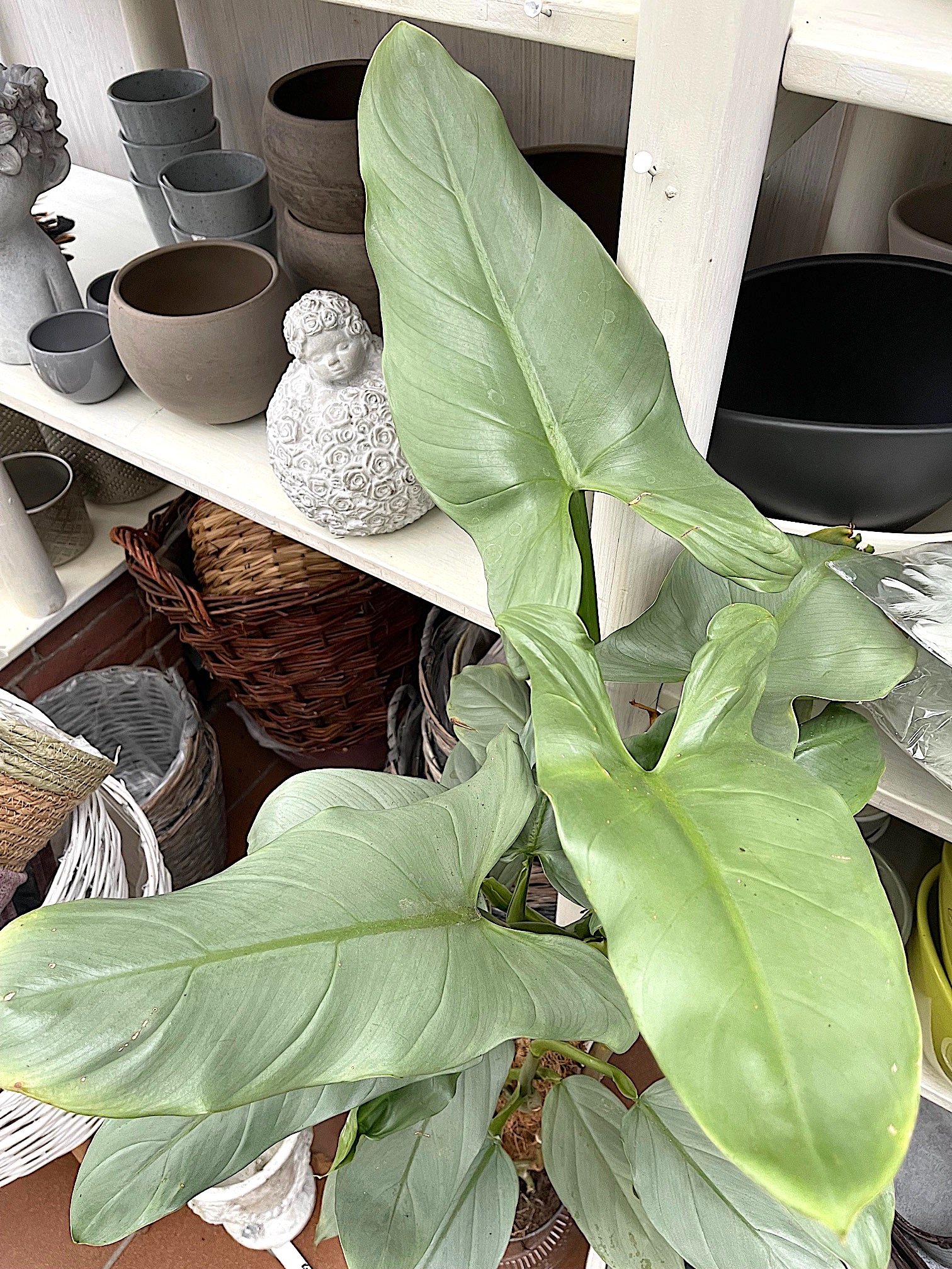 Philodendron-Melanochrysum „Ichtus. Silber“ (i.13cmT.) ca 40 cm Höhe, Baumfreund