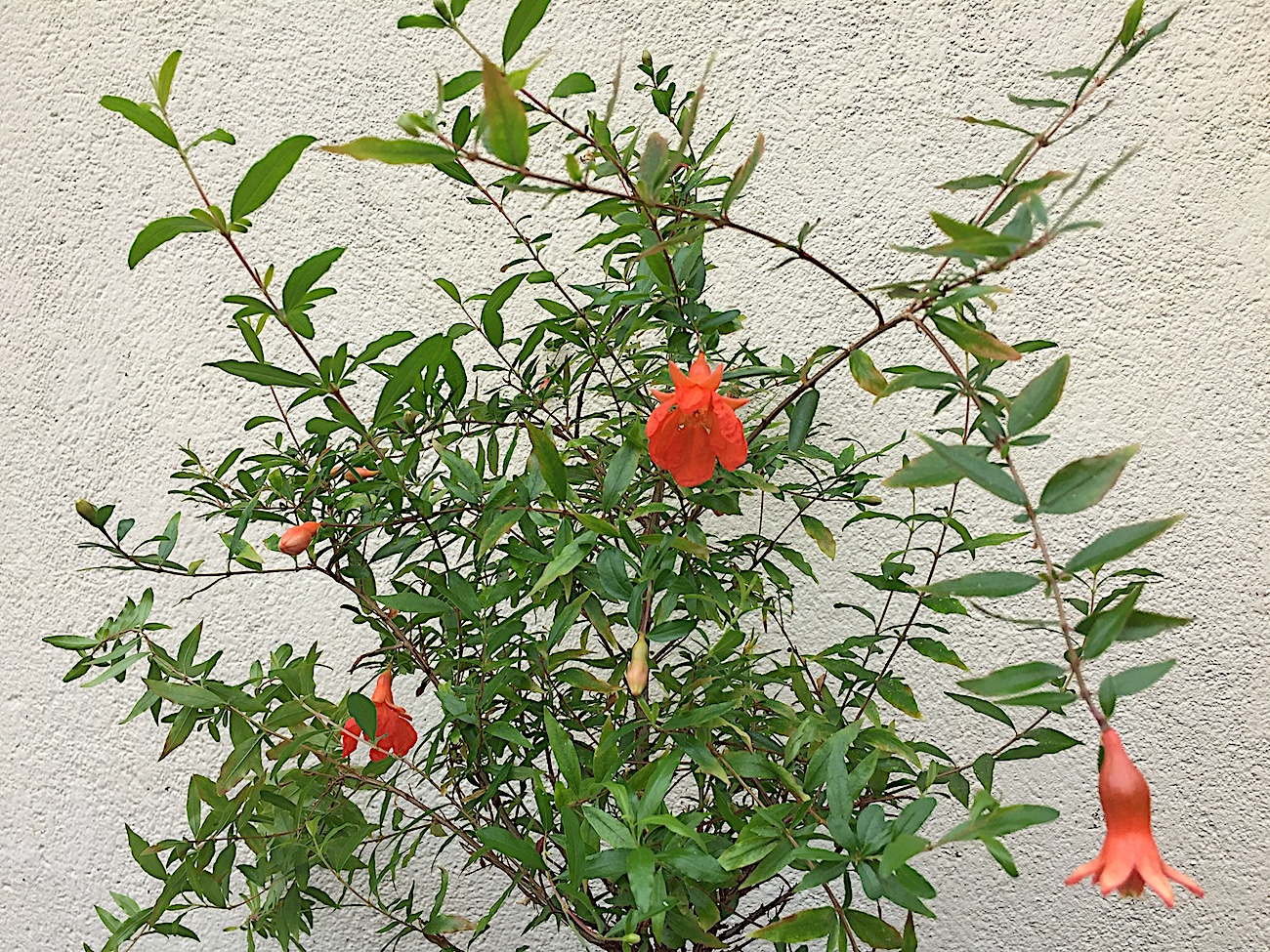 Punica granatum „Nana“ (i.12cmT.), Pomegranate