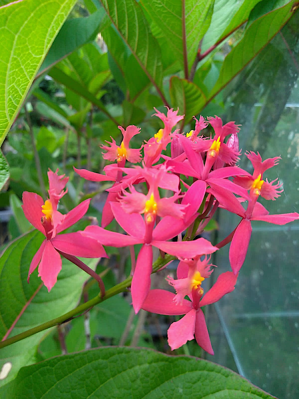 Epidendrum radicans „roter Star Hybride“ (i.12cmT.),Feuer- Stern- Orchidee