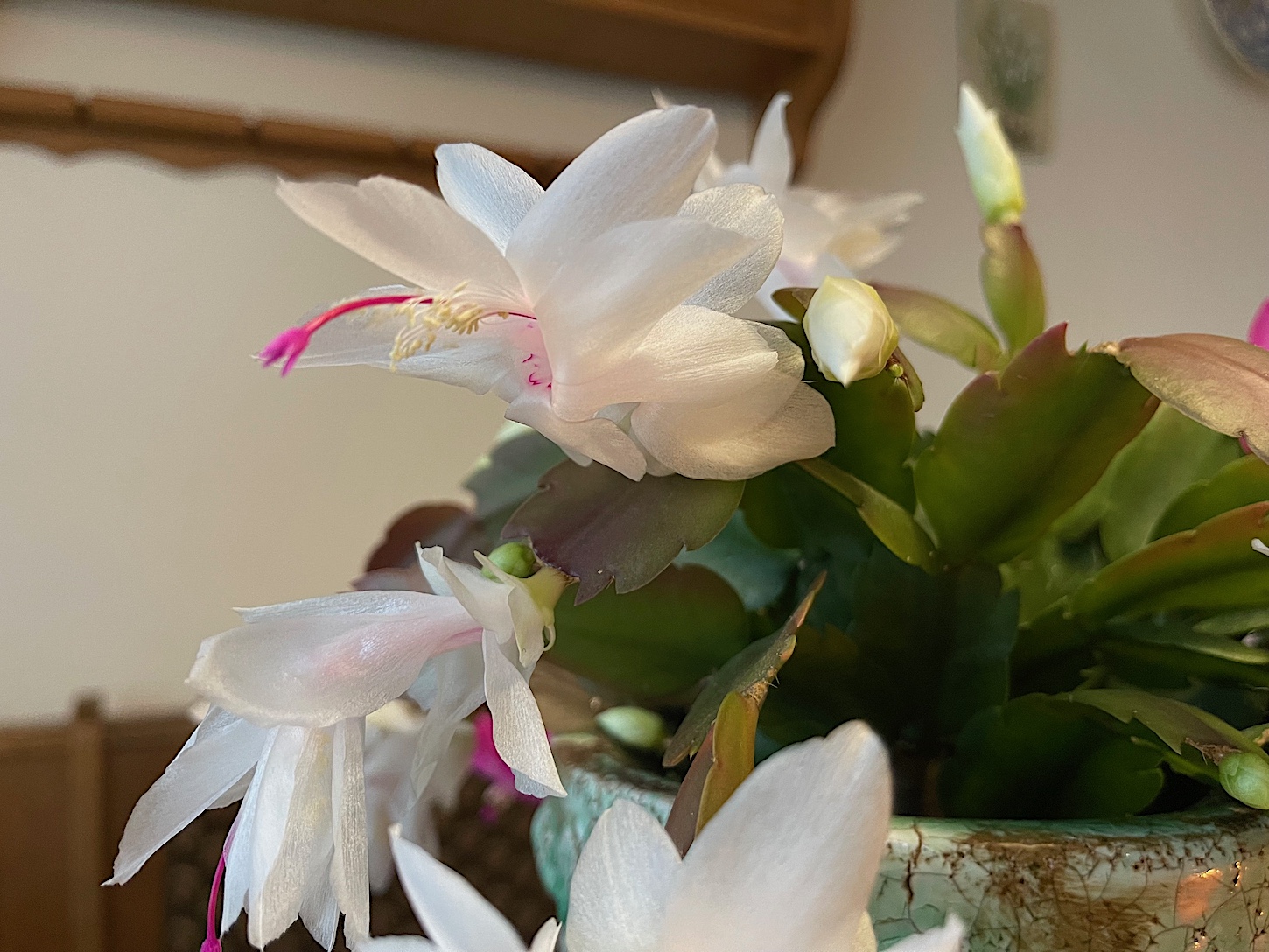 Schlumbergera „weiß“ (i.11cmT.), Weihnachtskaktus, Blattkaktus