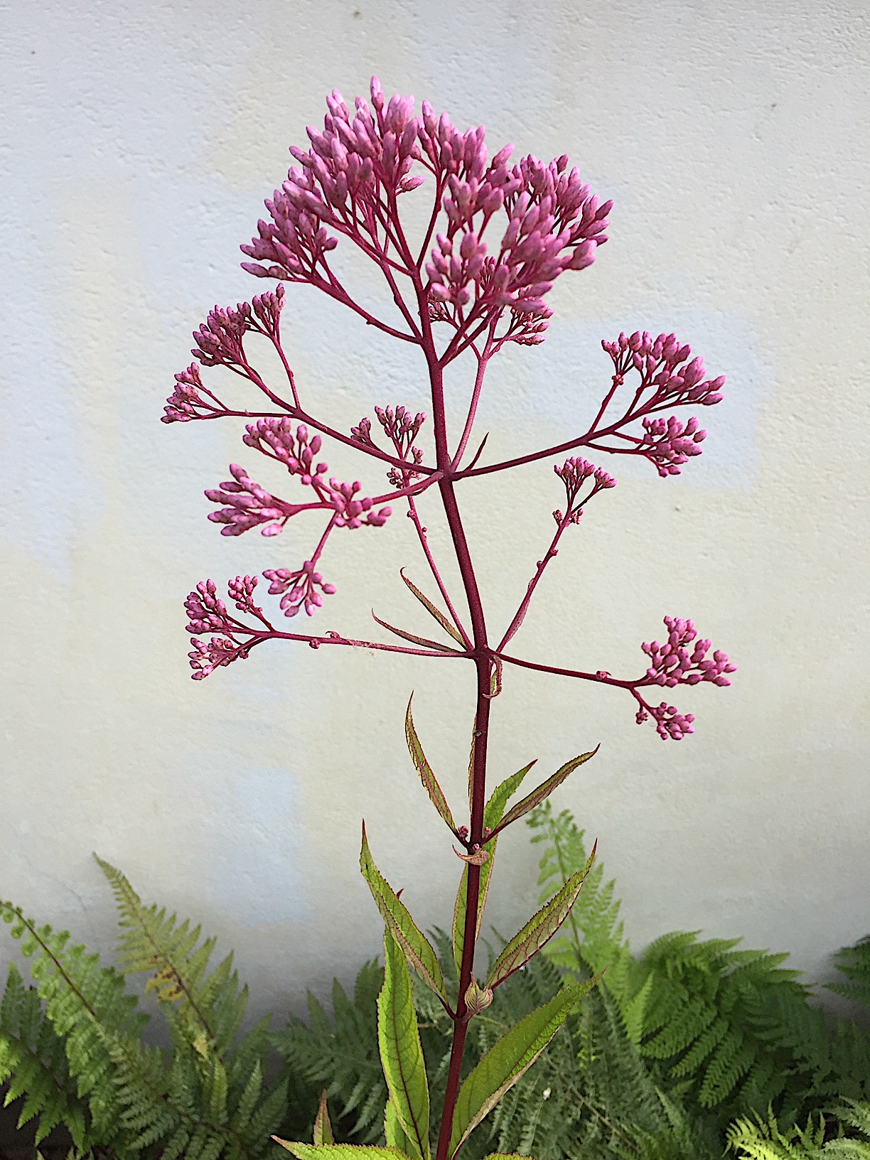 Eupatorium fistulosum `Riesenschirm ` ( i.9cm T.) Wasserdost