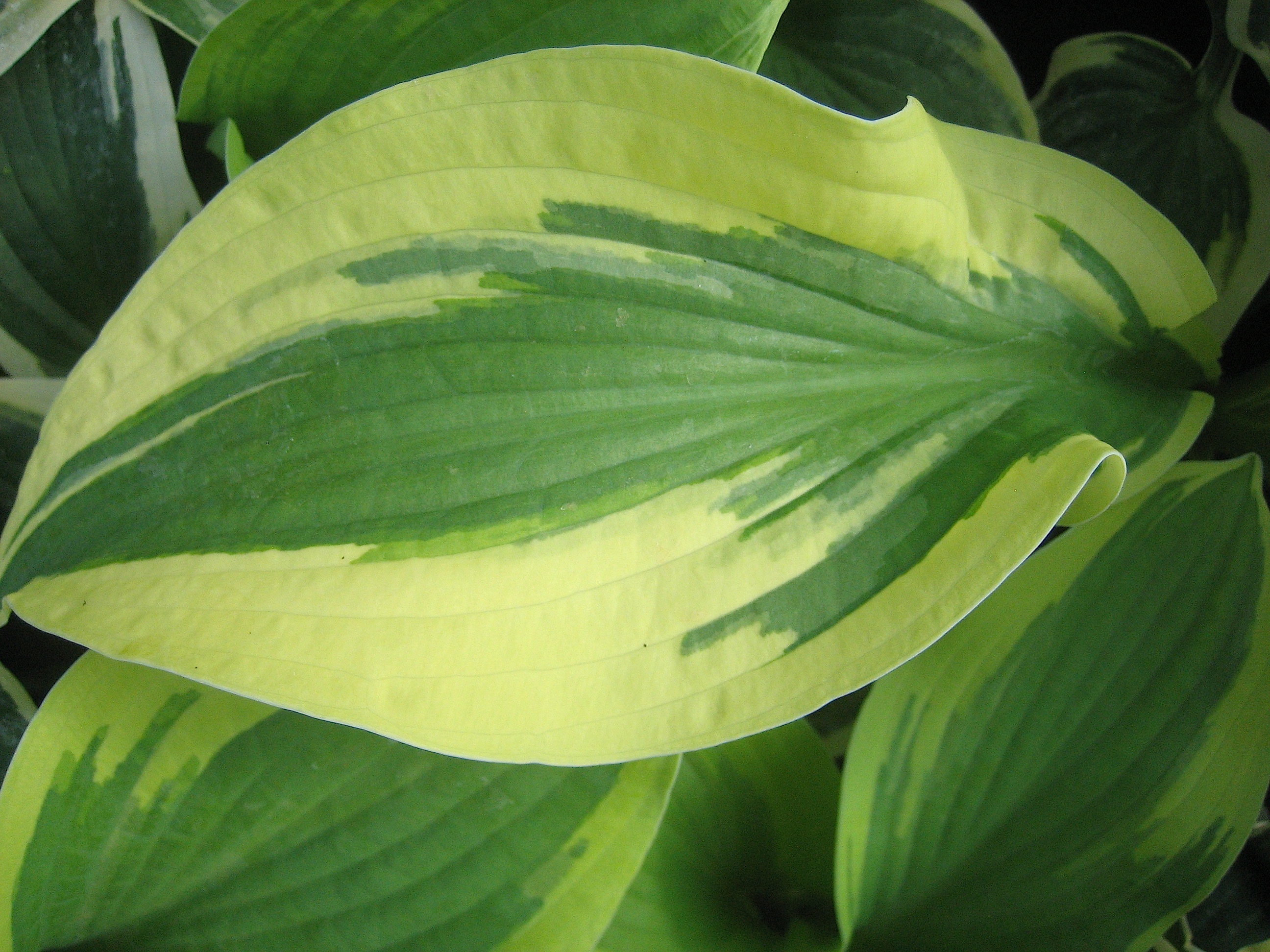 Hosta Hybride "Wide Brim" (i.11cmT.) Goldrand Funkie