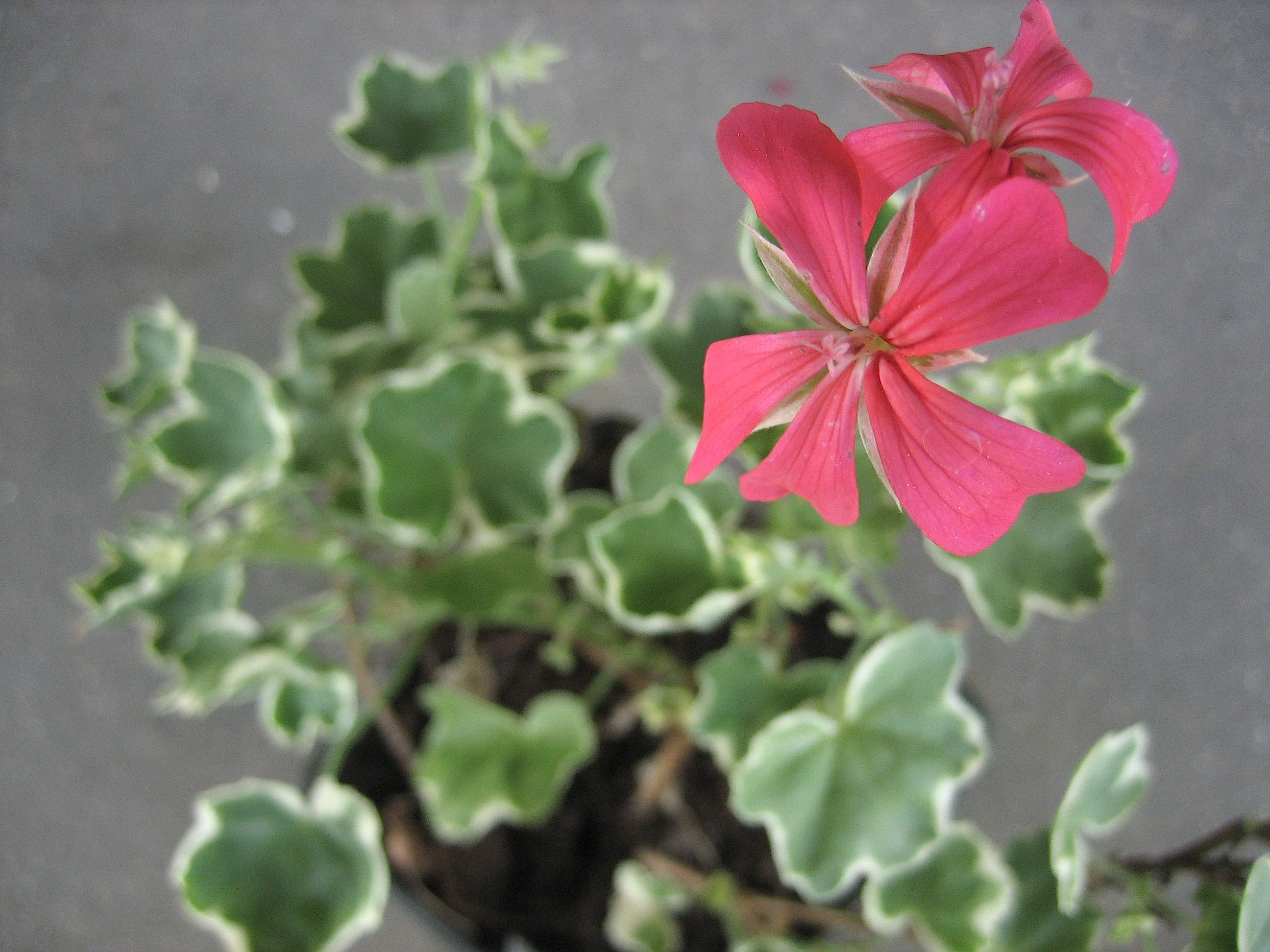 Pelargonium  "Evka" (i.9cmT.) Hänge- Geranie
