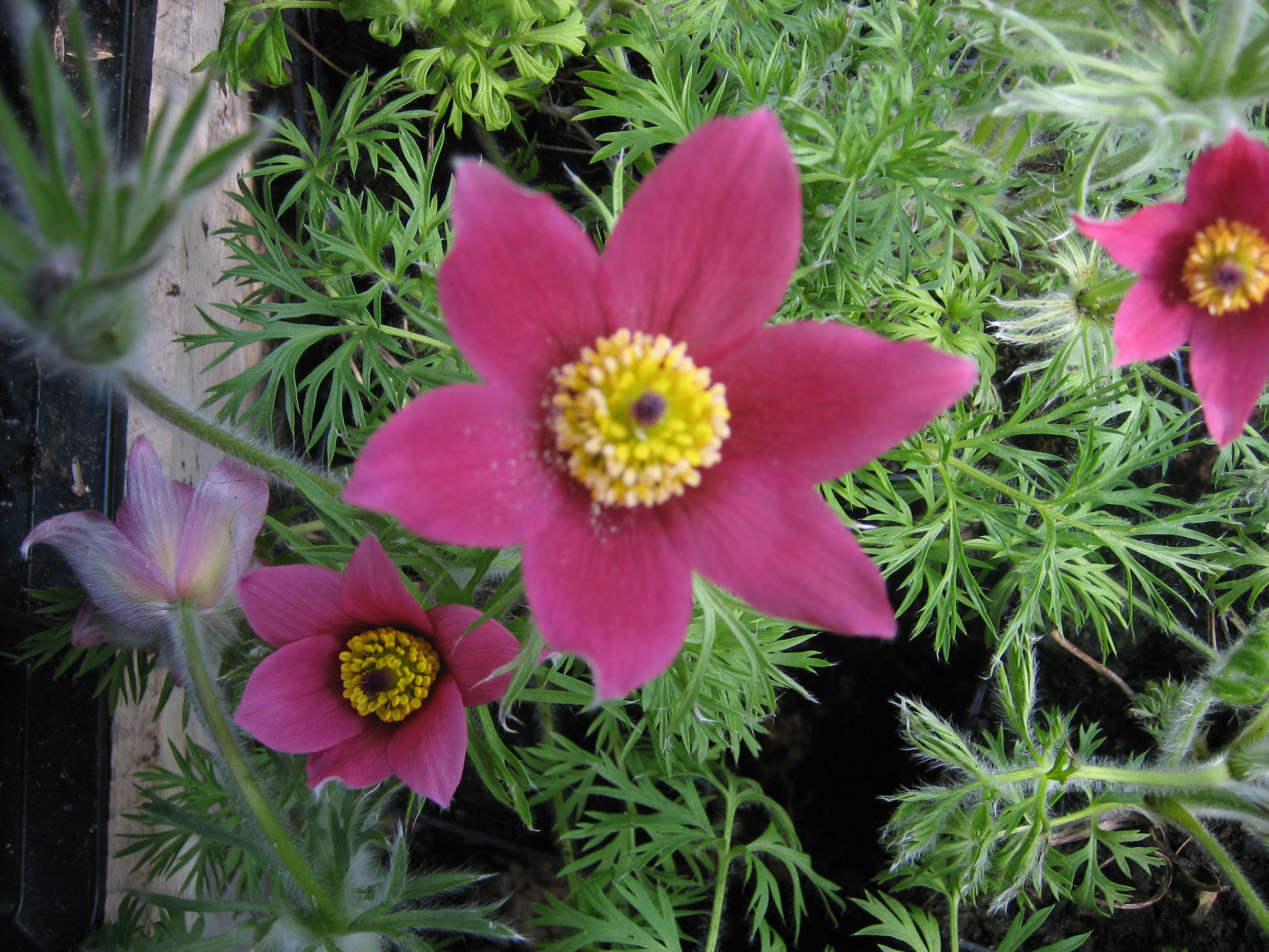 Pulsatilla vulgaris "Rubra" (i.11cmT.) Küchenschelle