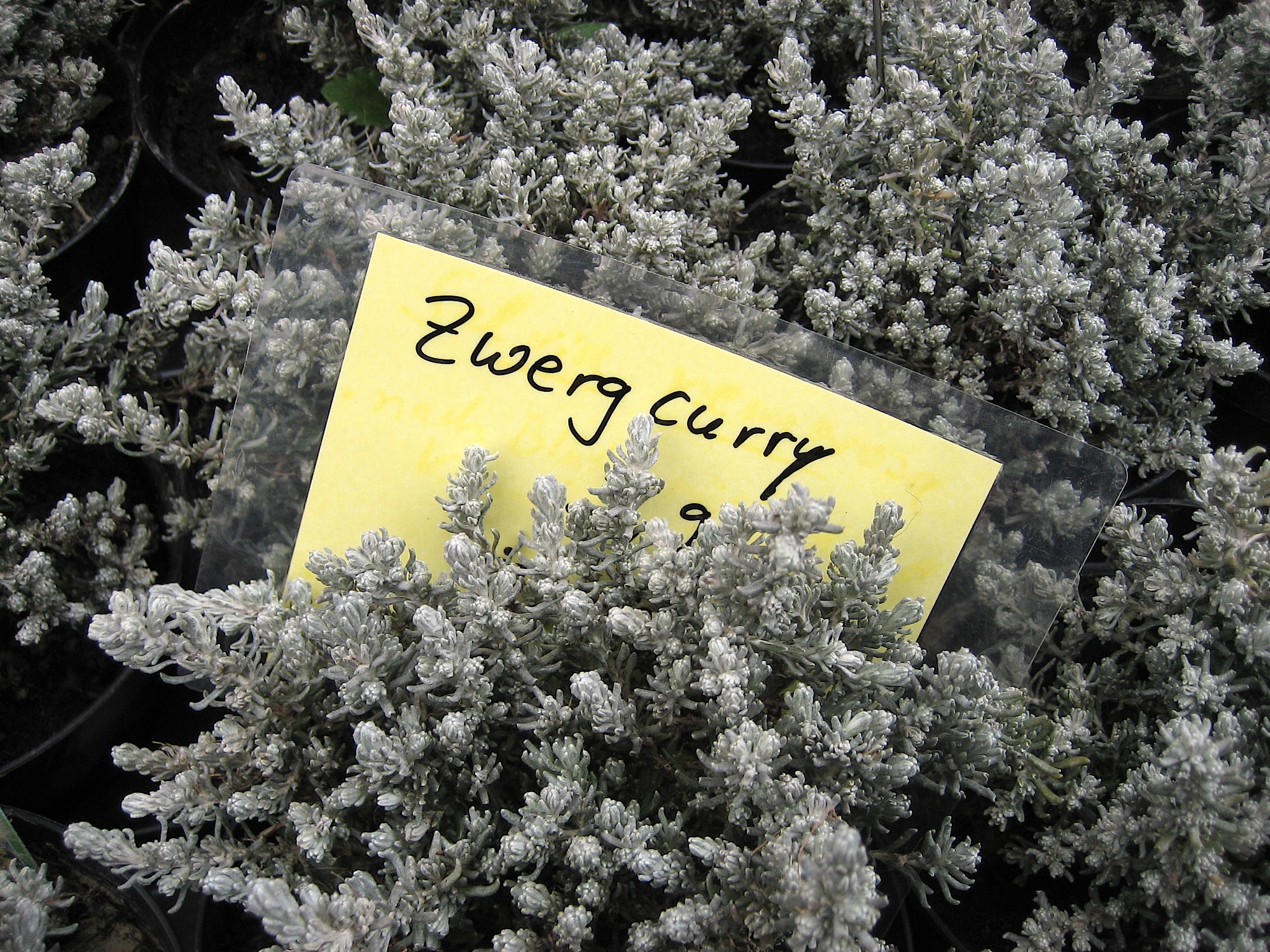 Helichrysum ital. ssp.serotinum (i. 12 cm T.) Zwerg-Currystrauch