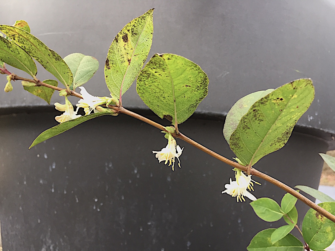 Lonicera Duft purpursii (i.5l T.) jetzt 60-100- cm, Winter Duft Heckenkirsche