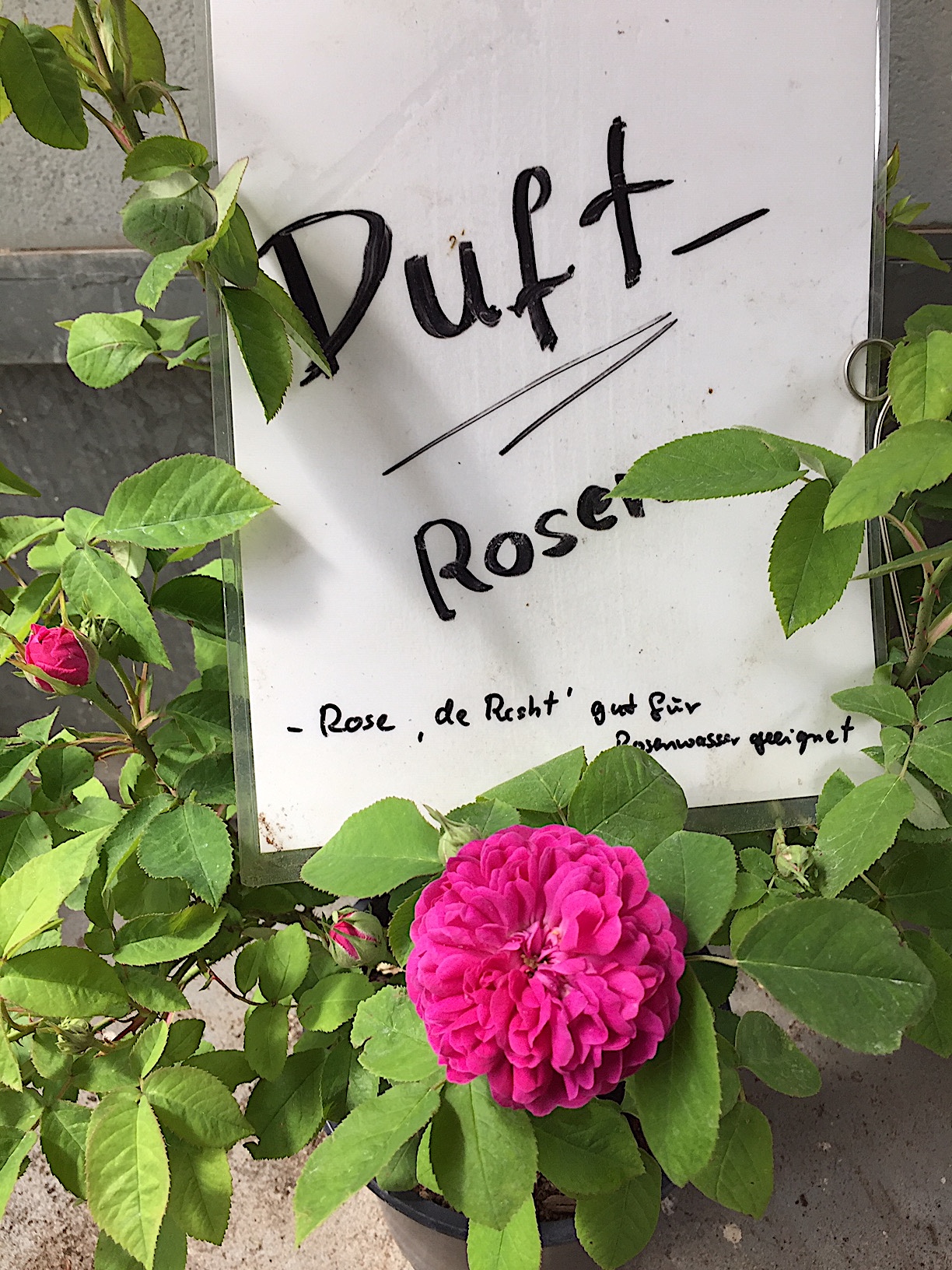 „Rose de Resht „(i.ca 7l Topf), essbare Duft - Rose