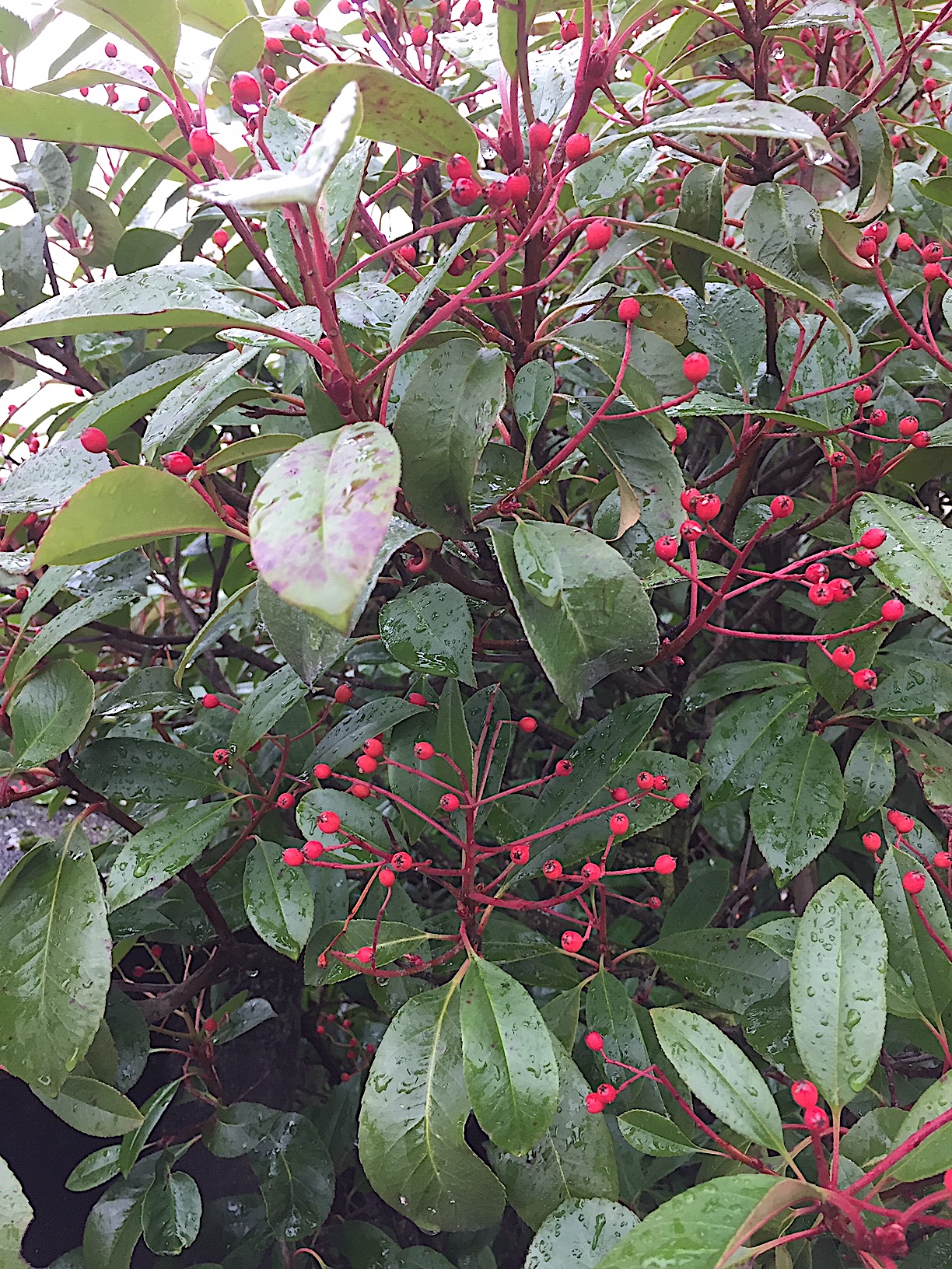Photonia fraseri „Magical Volcano“ (i.21cmT.)