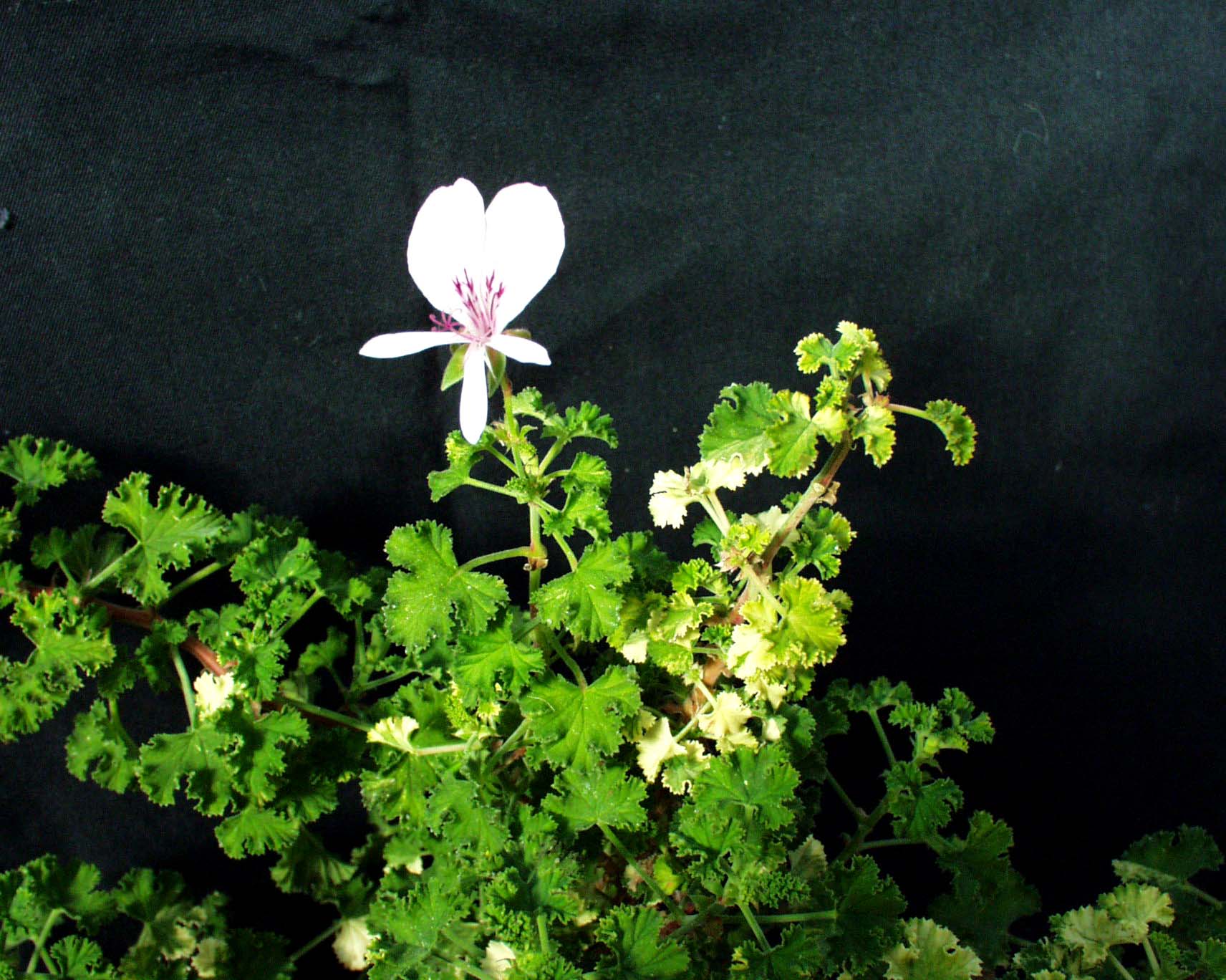 Pelargonium  ´Pfirsich`(I.10cmT.)
