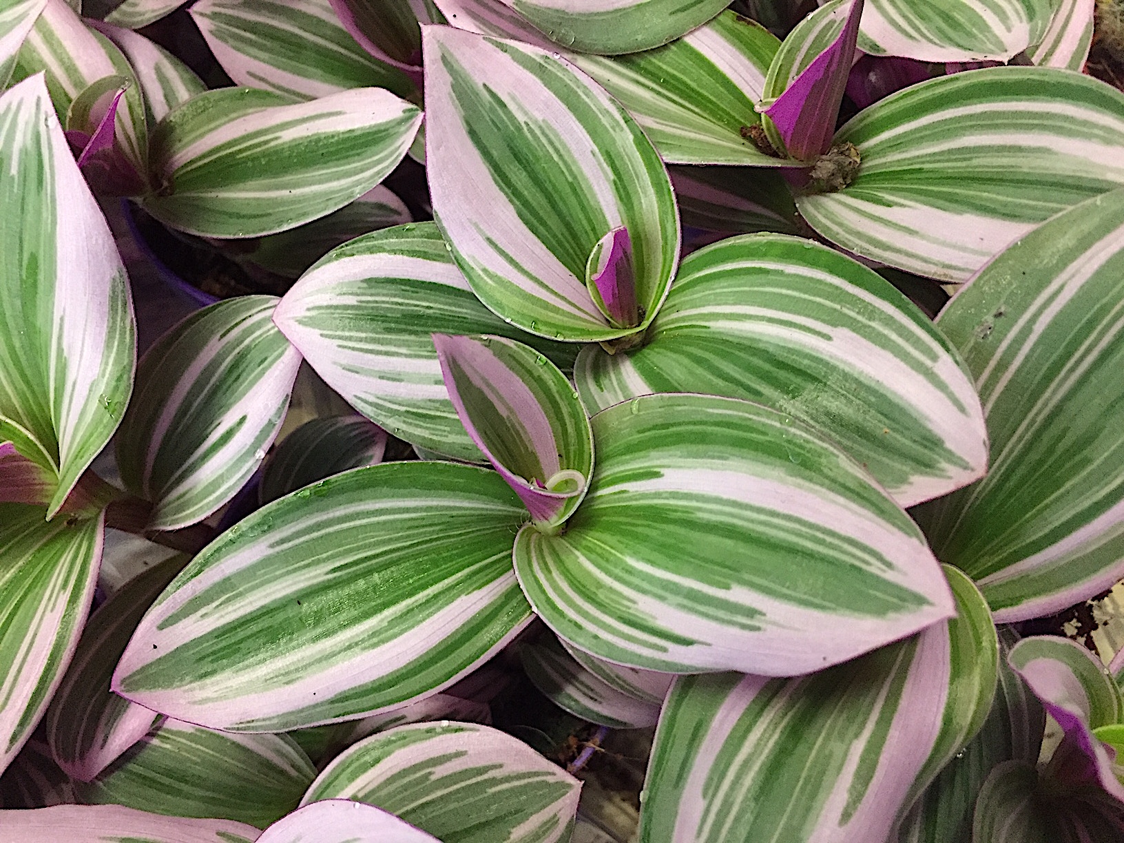 Tradescantia „ Nanouk“ (i.12cmT.)