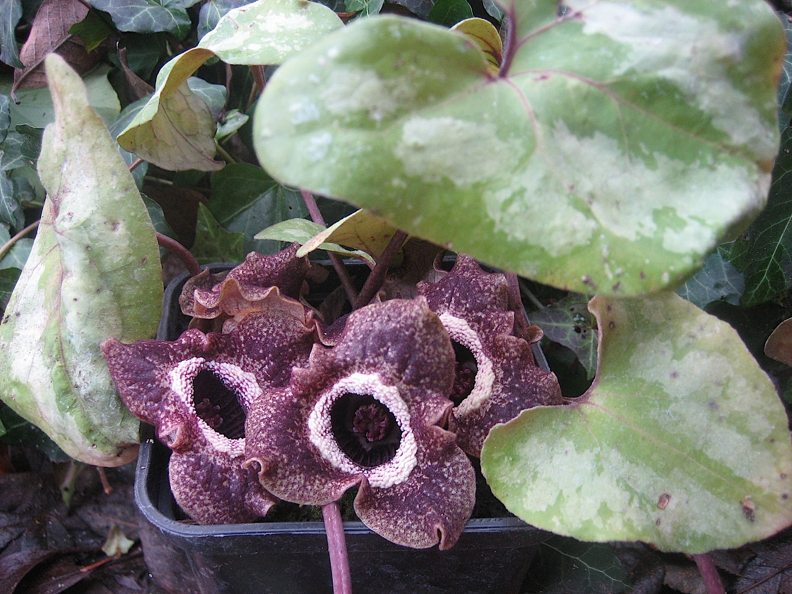 Asarum splendens (i.9cmT.) Haselwurz