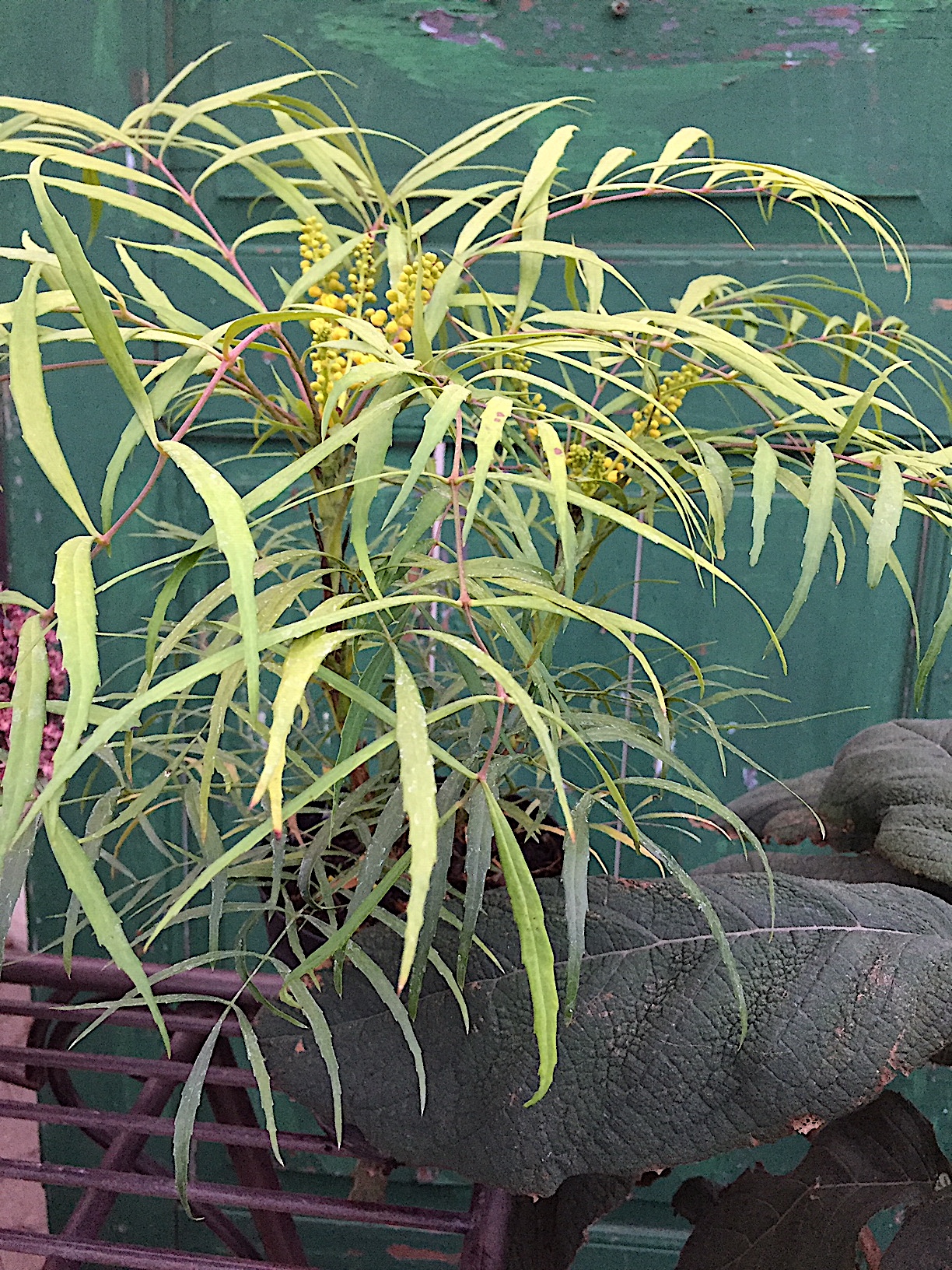 Mahonia eurybracteata „Soft Caress R“ (i.15 cmT.), Mahonie