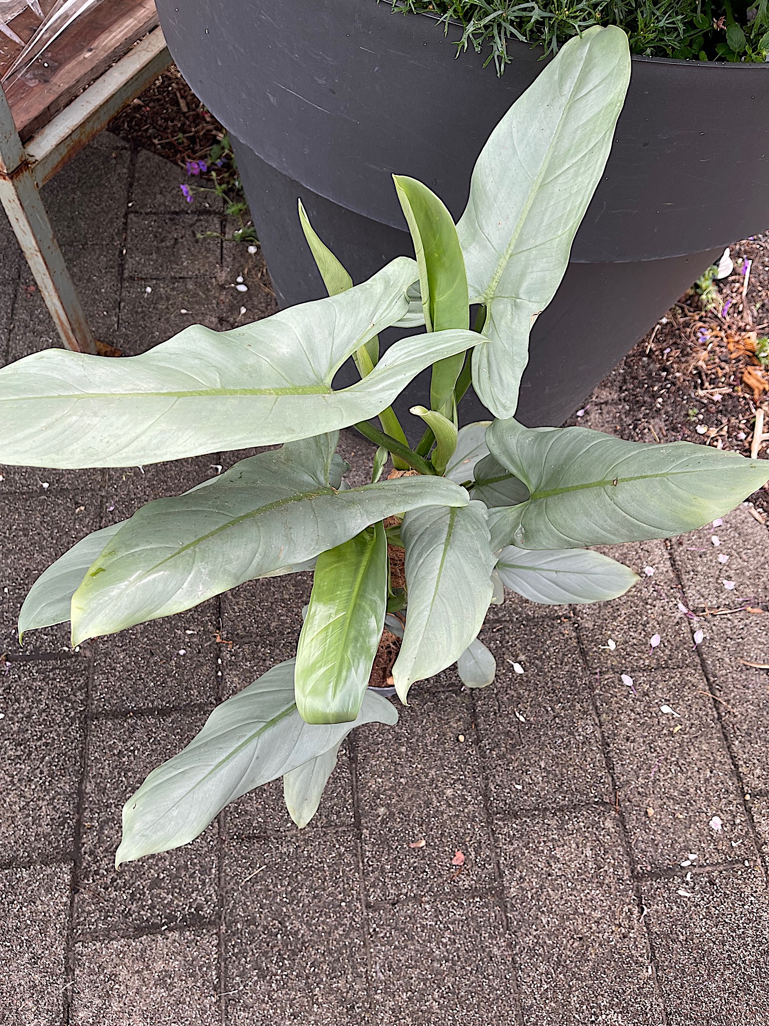 Philodendron-Melanochrysum „Ichtus. Silber“ (i.13cmT.) ca 40 cm Höhe, Baumfreund