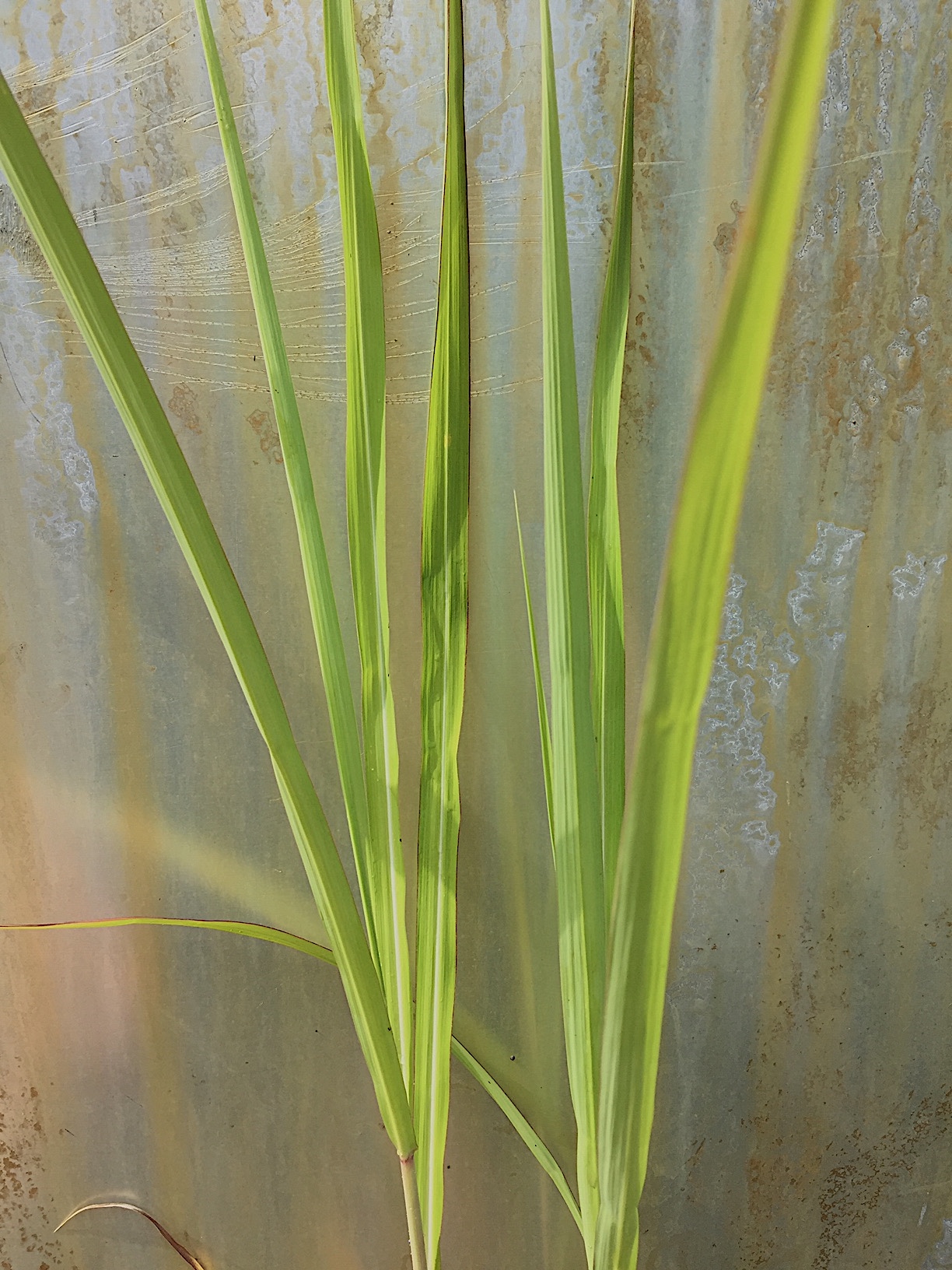 Miscanthus  giganteus "Aksel Olsen" (i.5  liter T.) Riesen Chinaschilf