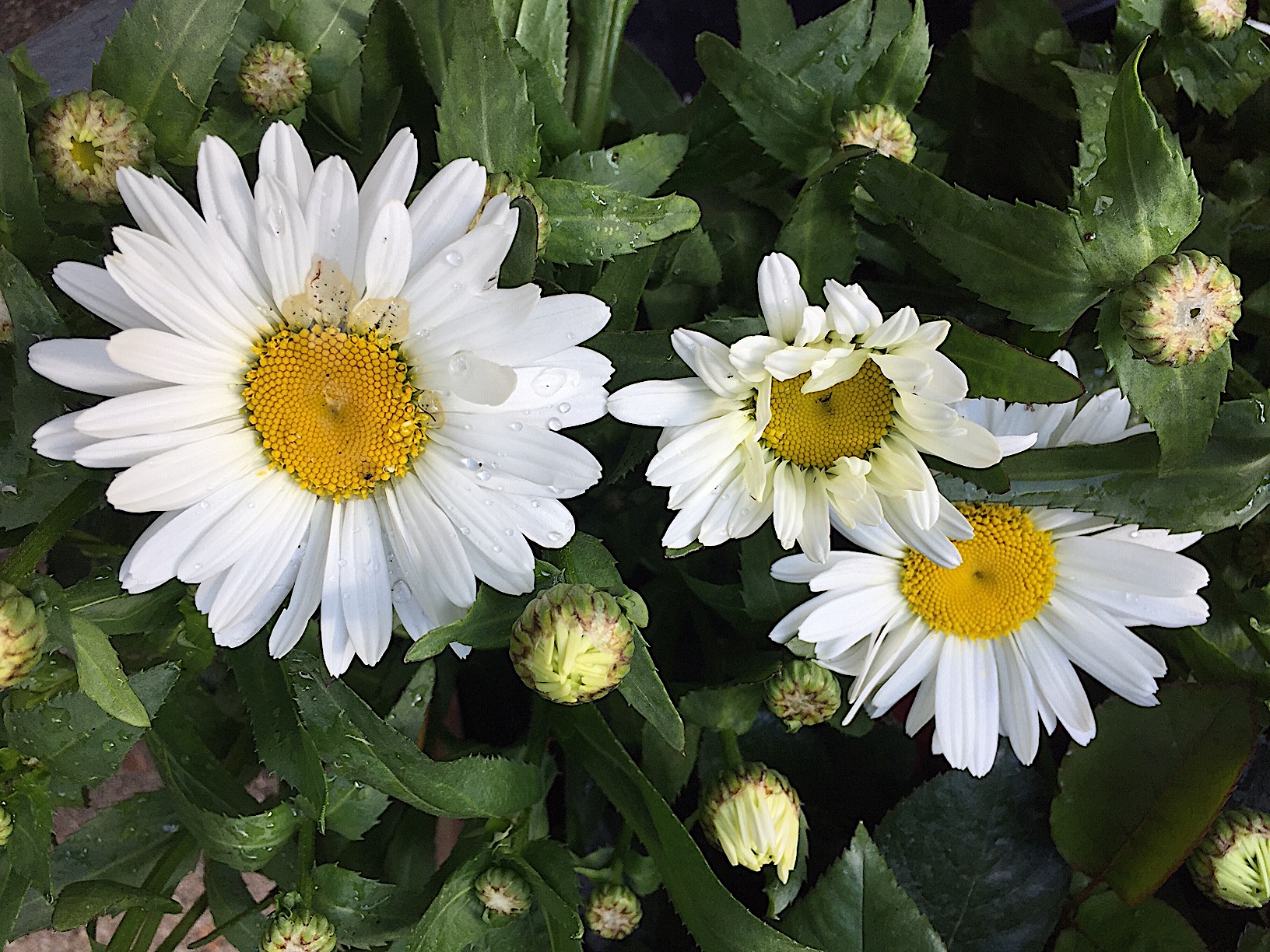 Leucanthemum maximum „Madonna“ (i. 12cmT.)