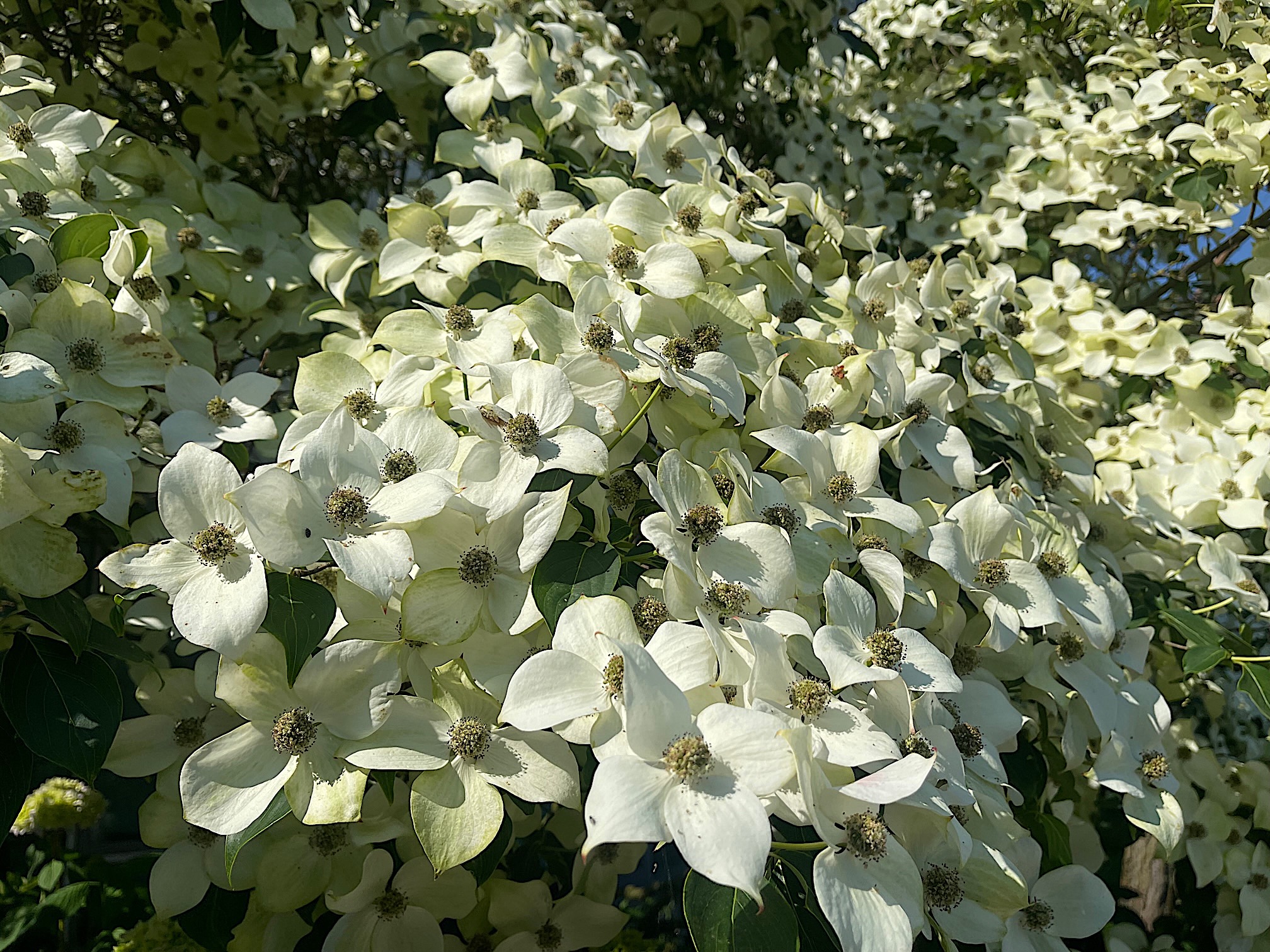 Cornus kousa „Schmetterling“ (i.19cmT.) 50 cm, chinesischer Blumen-Hartriegel