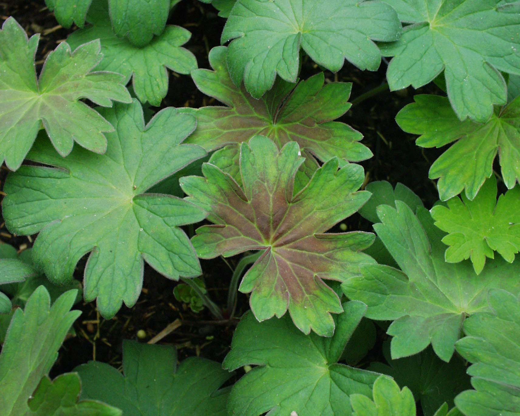 Geranium wlassovianum (i.12cm T.) Storchschnabel