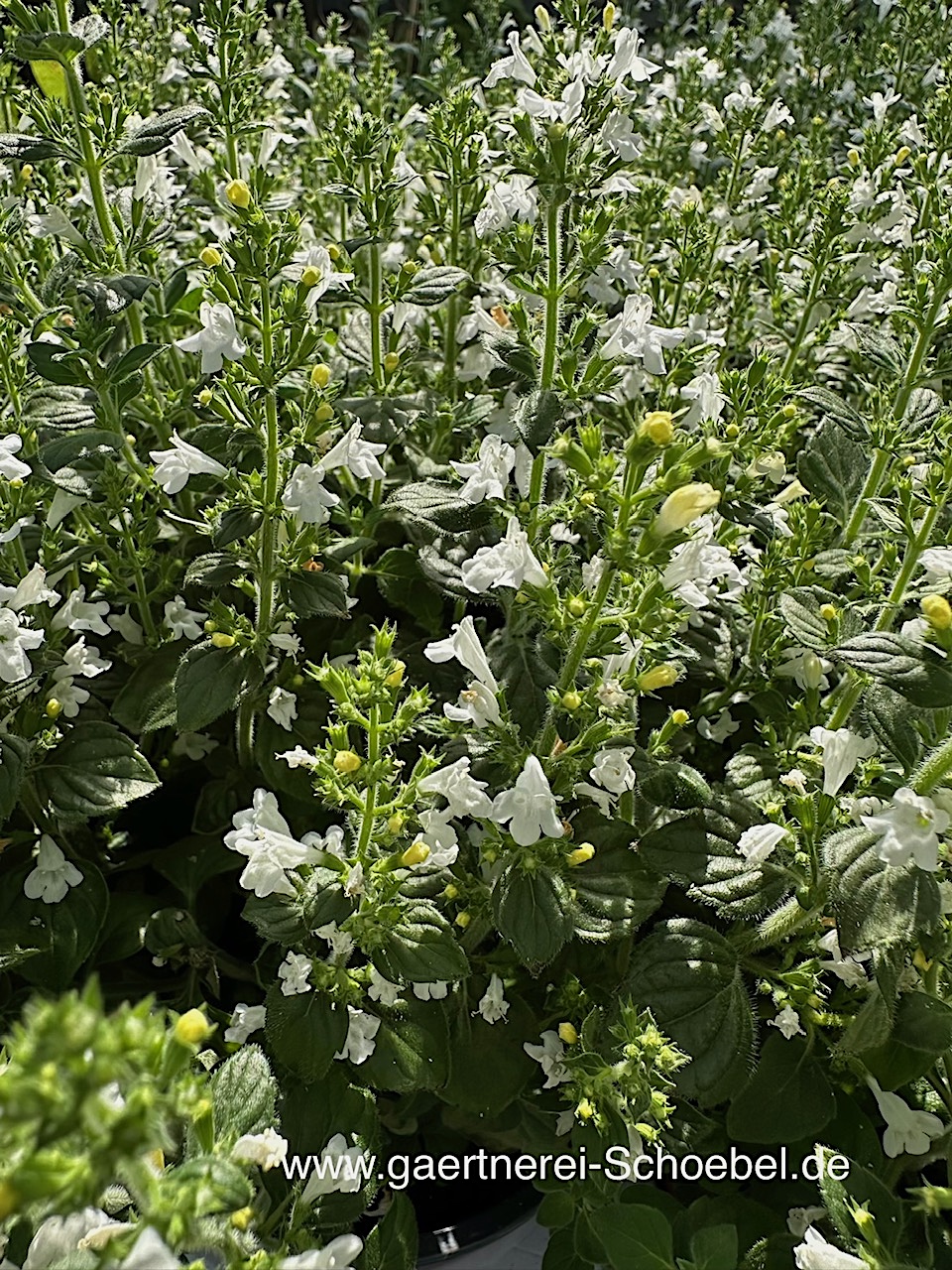 Calamintha nepeta ssp. nepeta ´White Cloud` Bergminze, kleinblättrig (i.12cmT.)