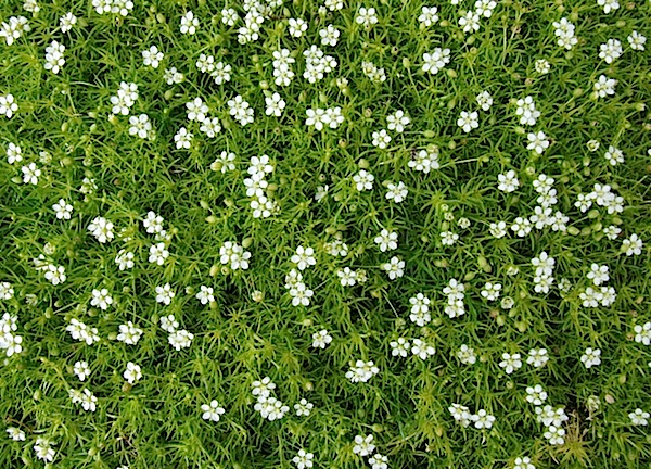 Sagina subulata (vegetativ) (i.11cmT.)