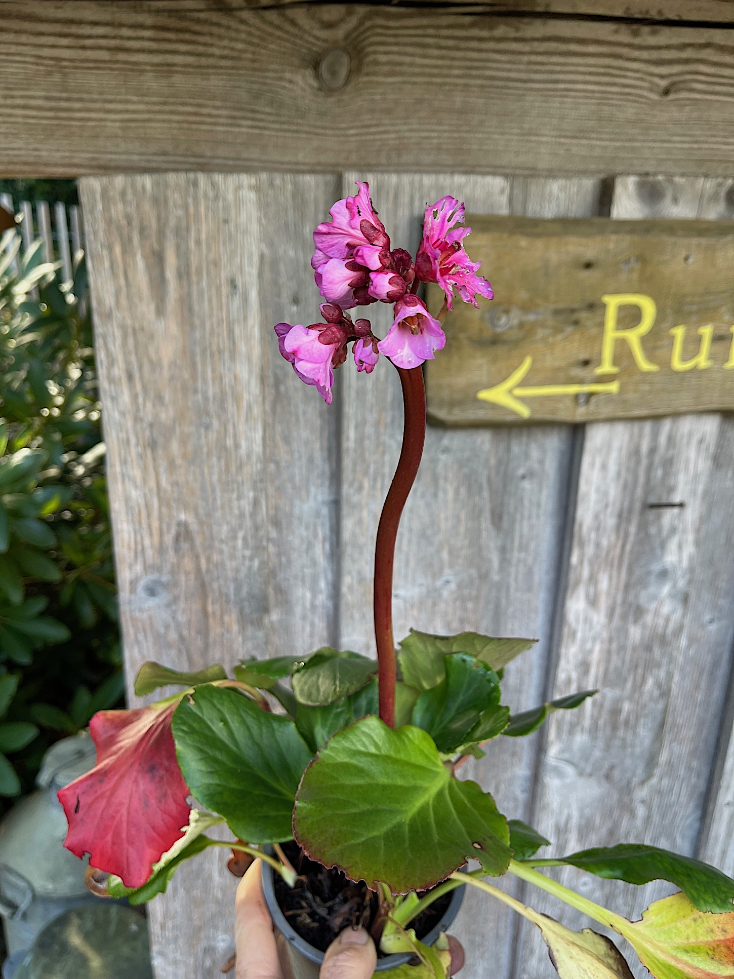 Bergenia  "Wintermärchen" (i.12cmT.) Bergenie