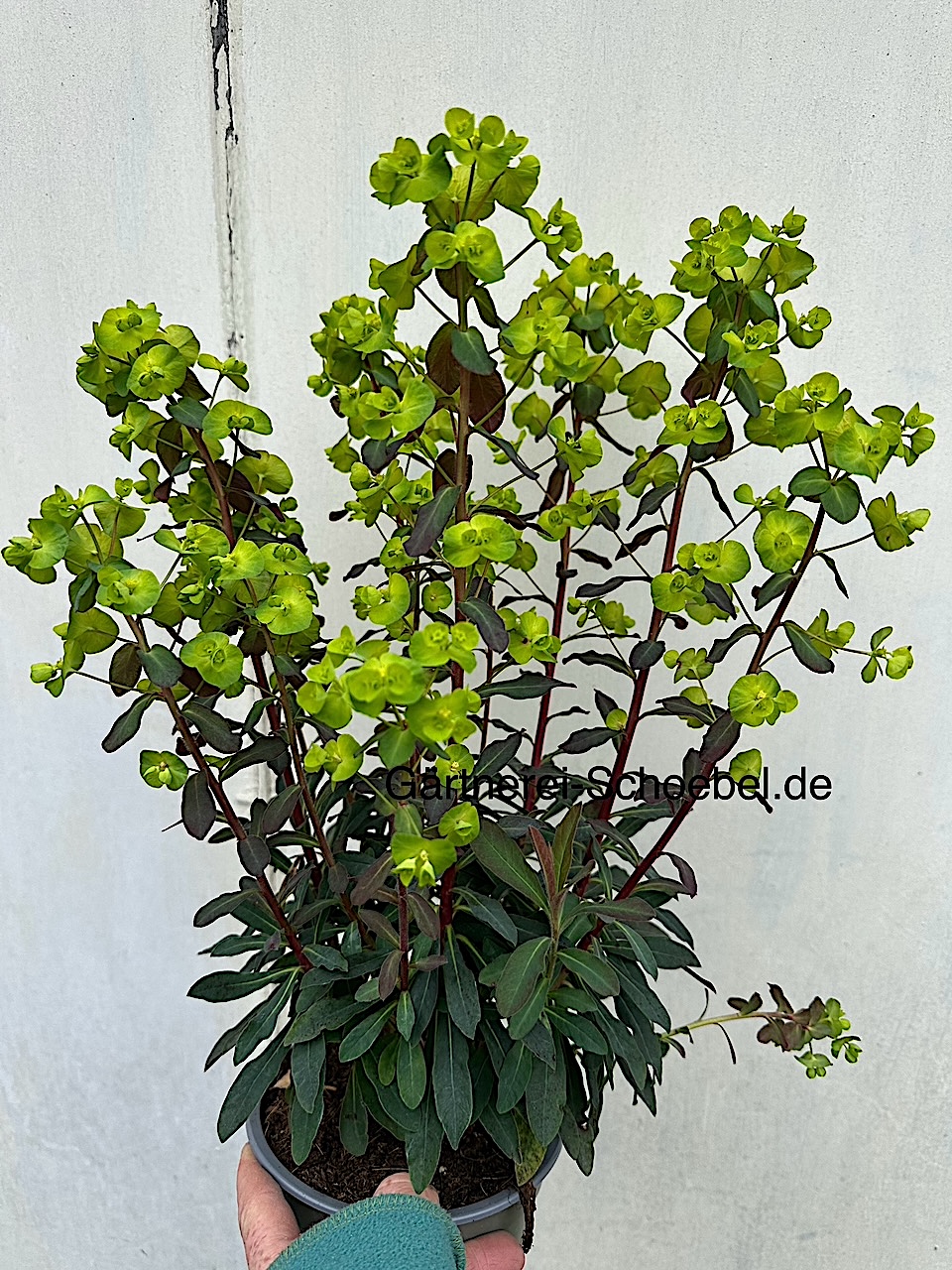 Euphorbia amygdaloides ´Purpurea` (i.15cmT.) Wolfsmilch