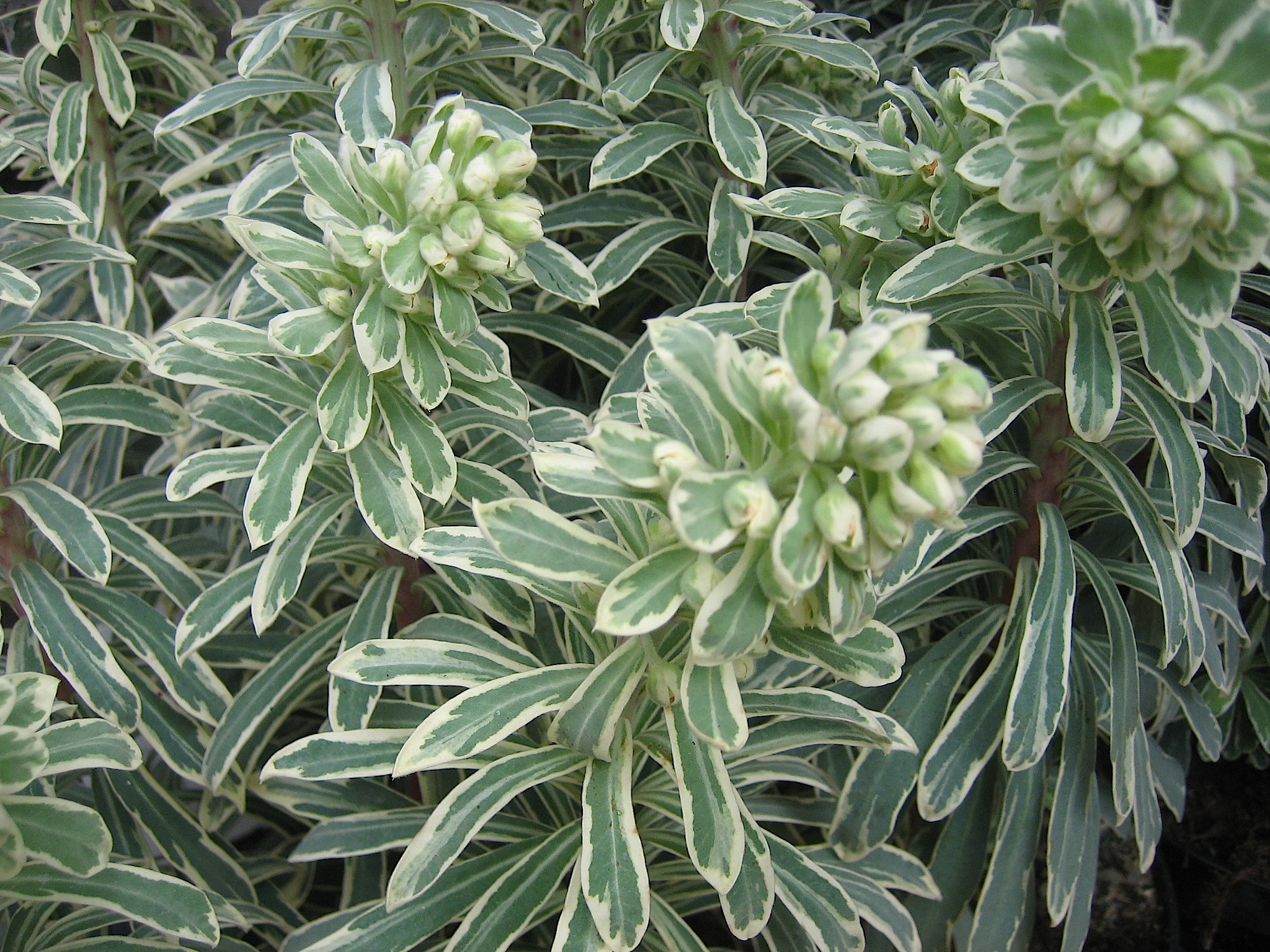 Euphorbia characias ´Silver Swan` ®(12cm T.) Wolfsmilch